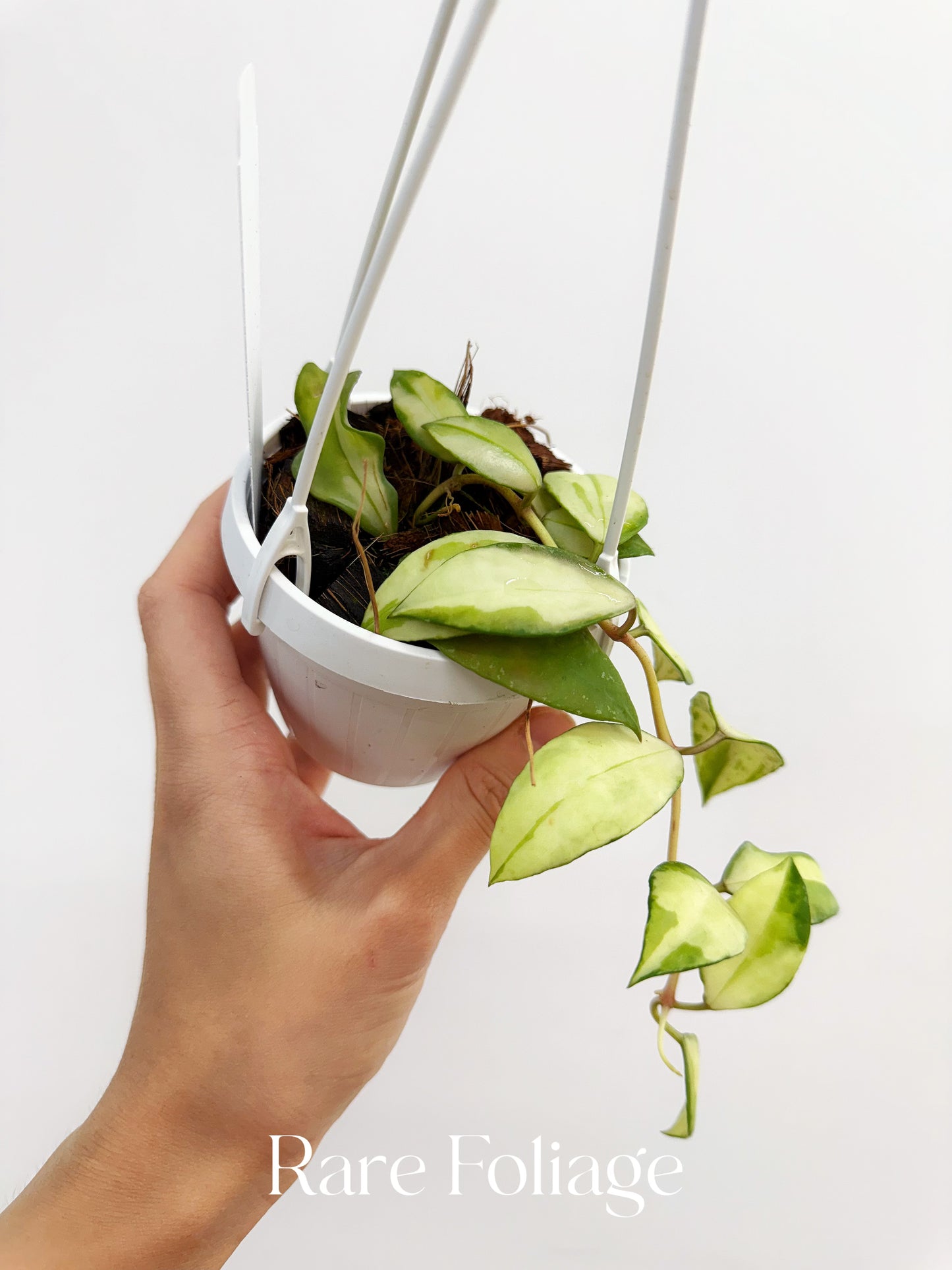 Hoya Walliana Variegated 3" Hanging Basket