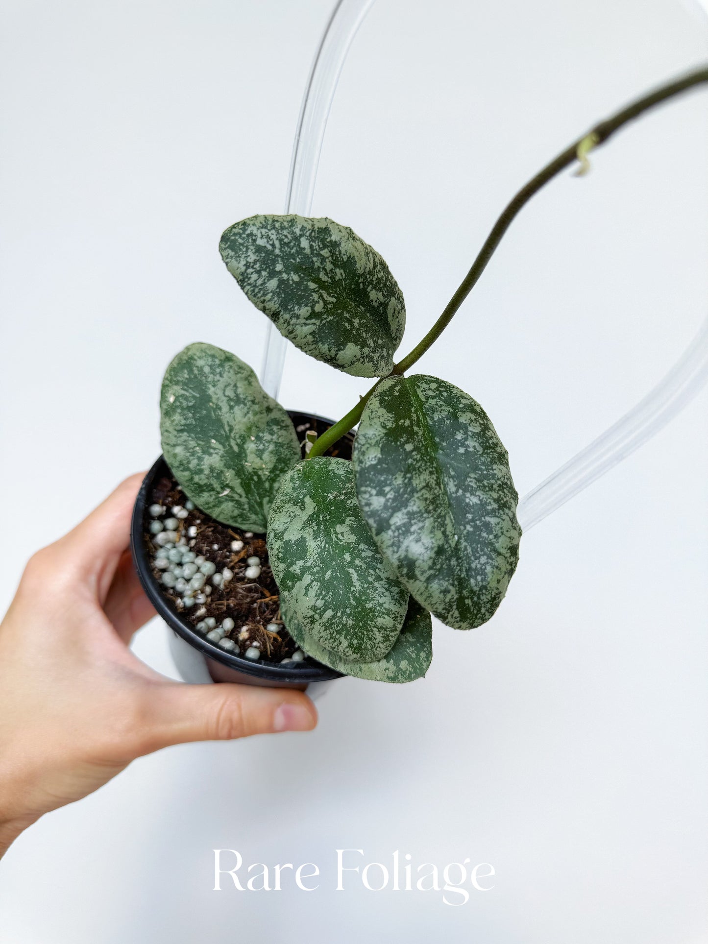 Hoya Waymaniae Cloudy Sky 4” with Trellis