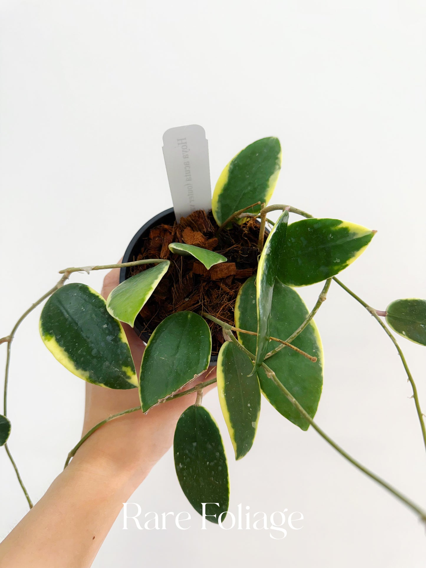 Hoya Acuta Outer Variegated 4" Hanging Basket