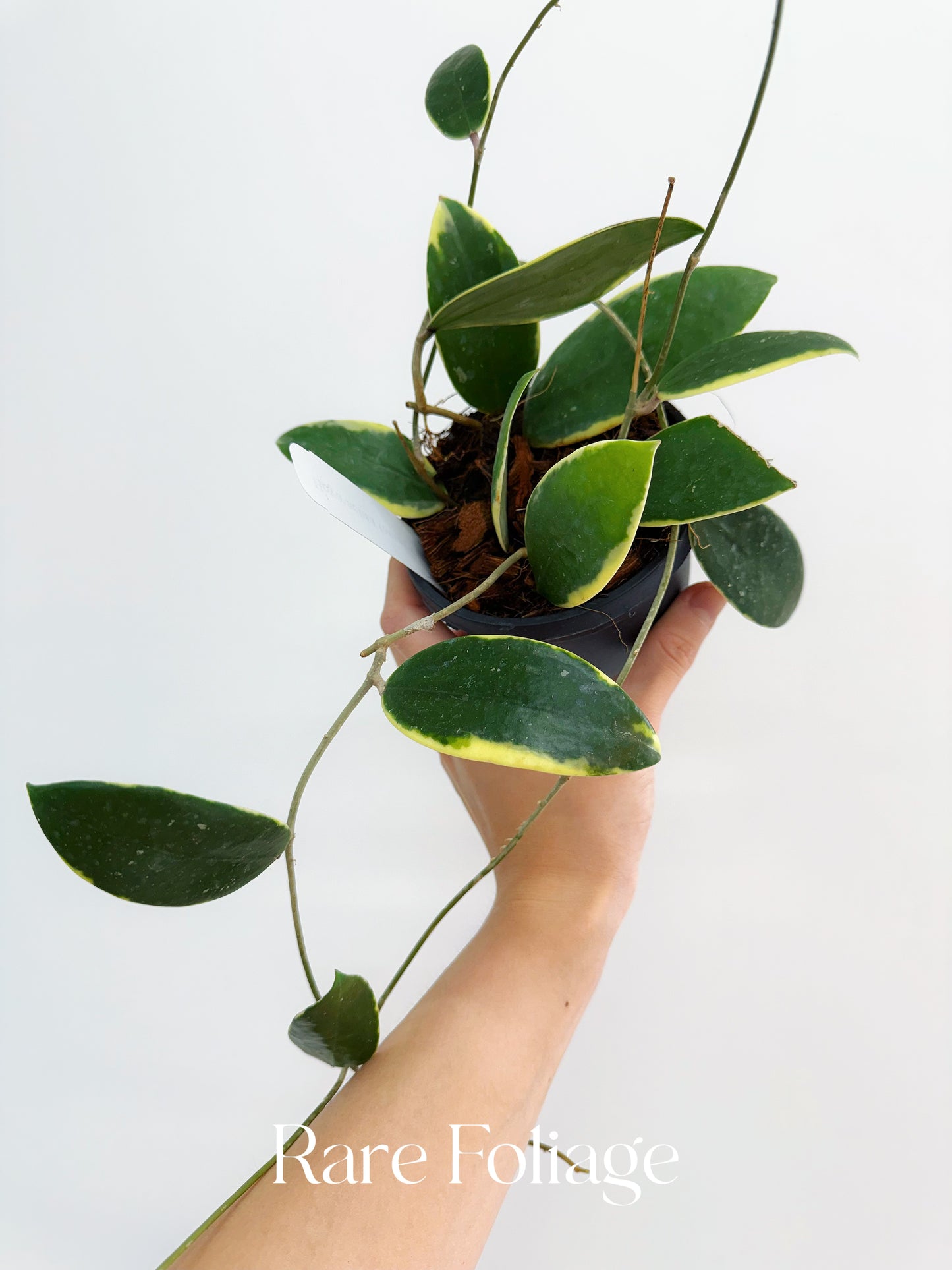 Hoya Acuta Outer Variegated 4" Hanging Basket