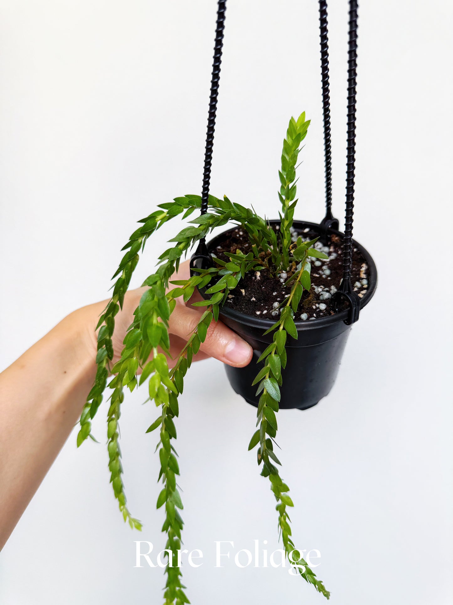 Huperzia Nummulariifolia 'Swan Tail' 4" Hanging Basket