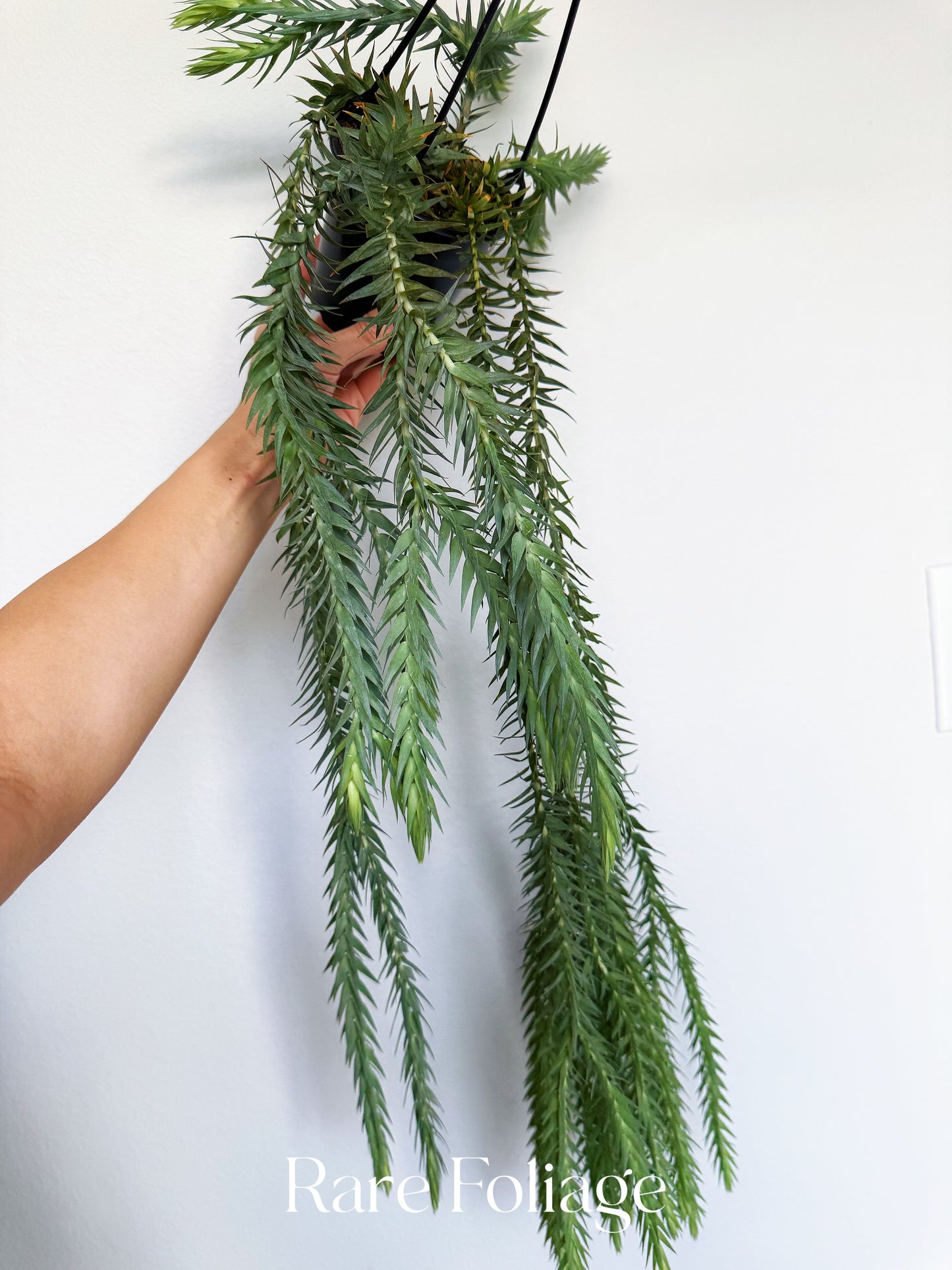 Huperzia Goebelii 4”