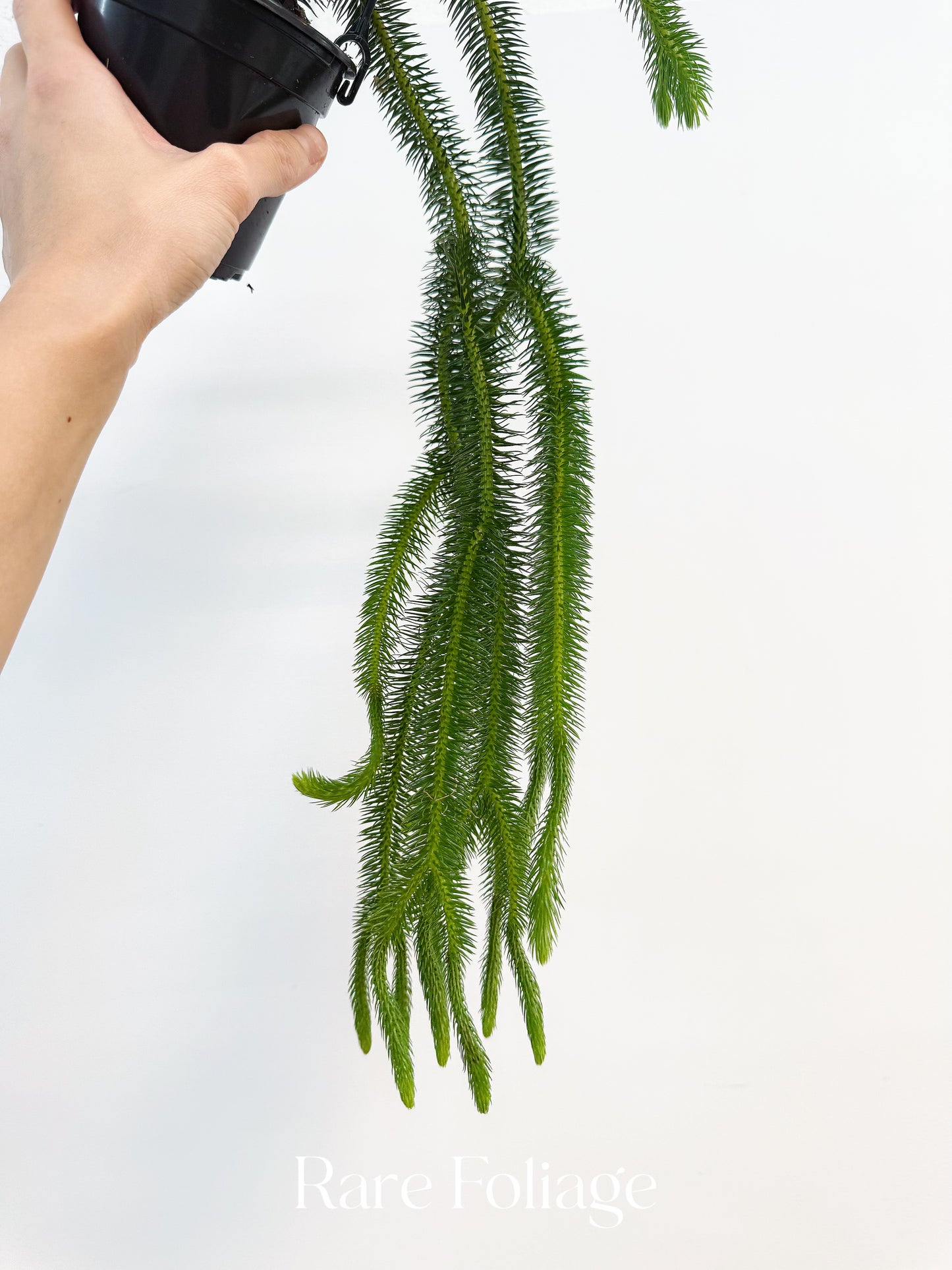 Huperzia Squarrosa 4”