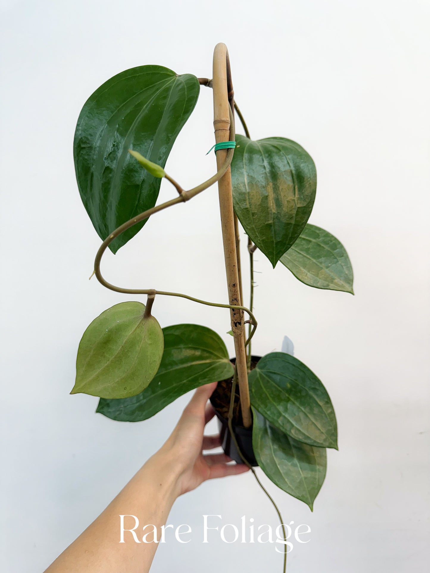 Hoya Latifolia Dinner Plate Trellis 4"