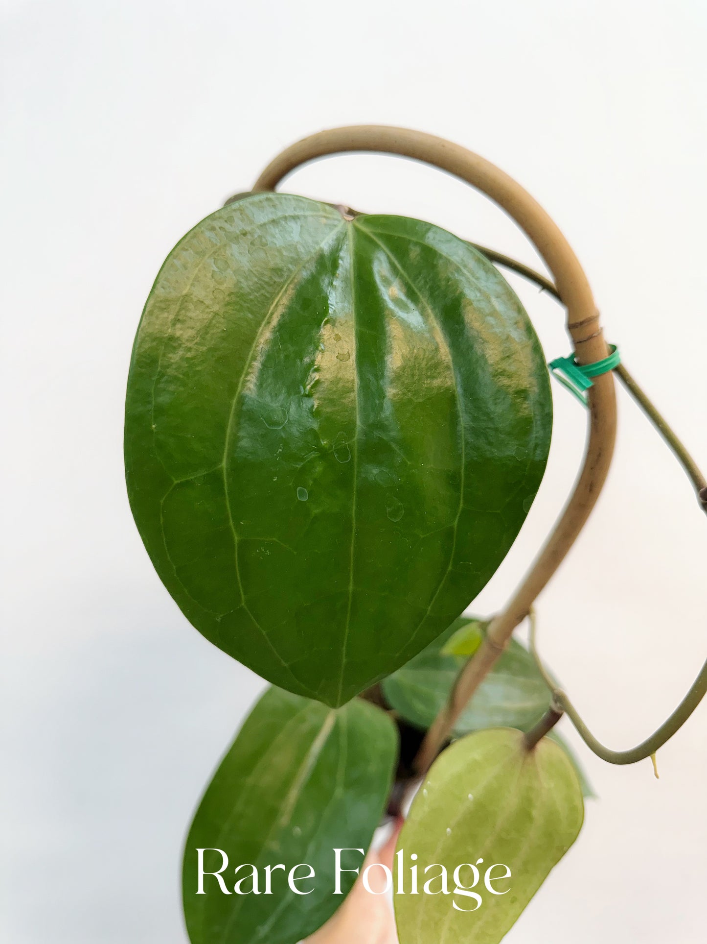 Hoya Latifolia Dinner Plate Trellis 4"