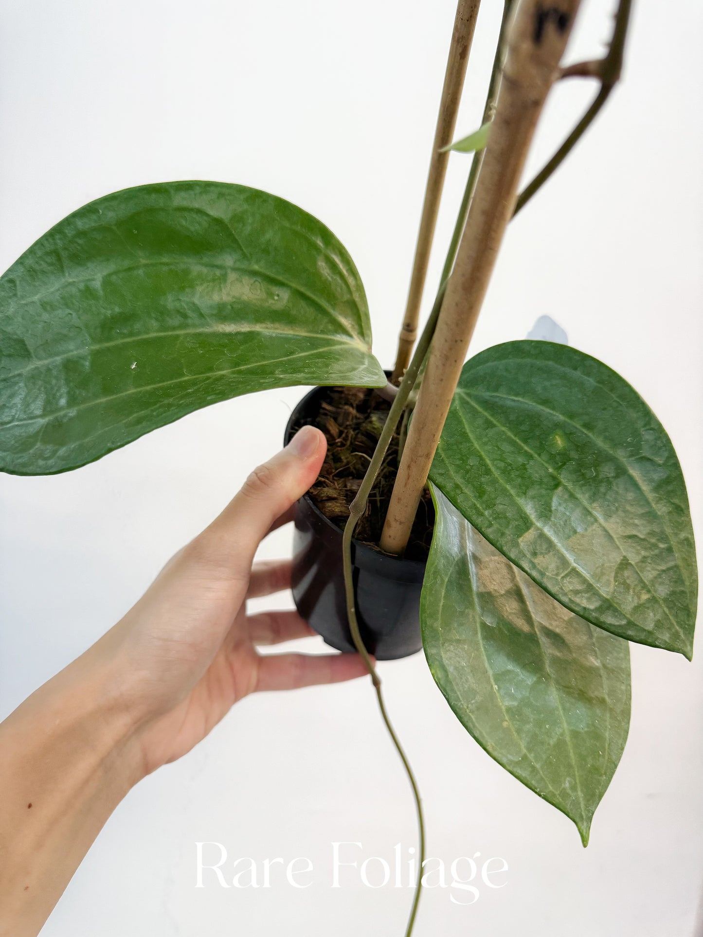 Hoya Latifolia Dinner Plate Trellis 4"
