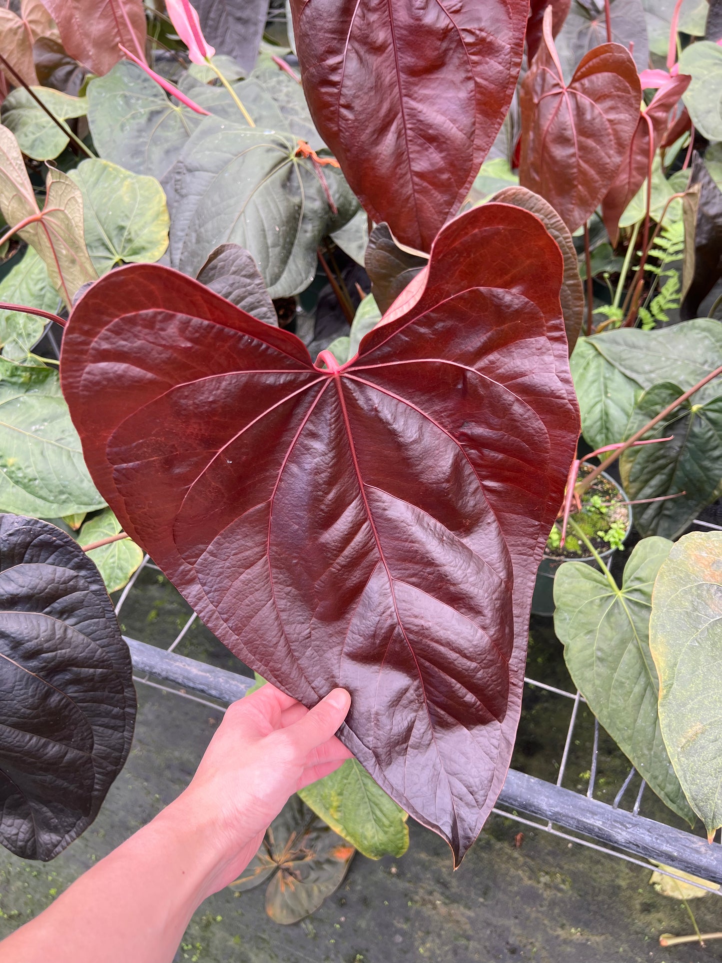Anthurium Queen of Hearts 6" XL Mother Plant