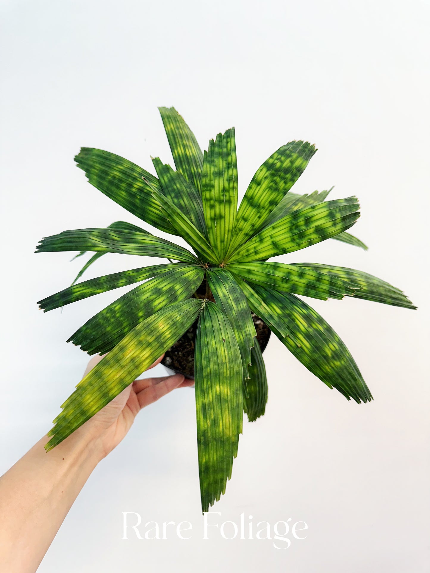 Licuala Mattanensis ‘Mapu’ 6” - US SELLER