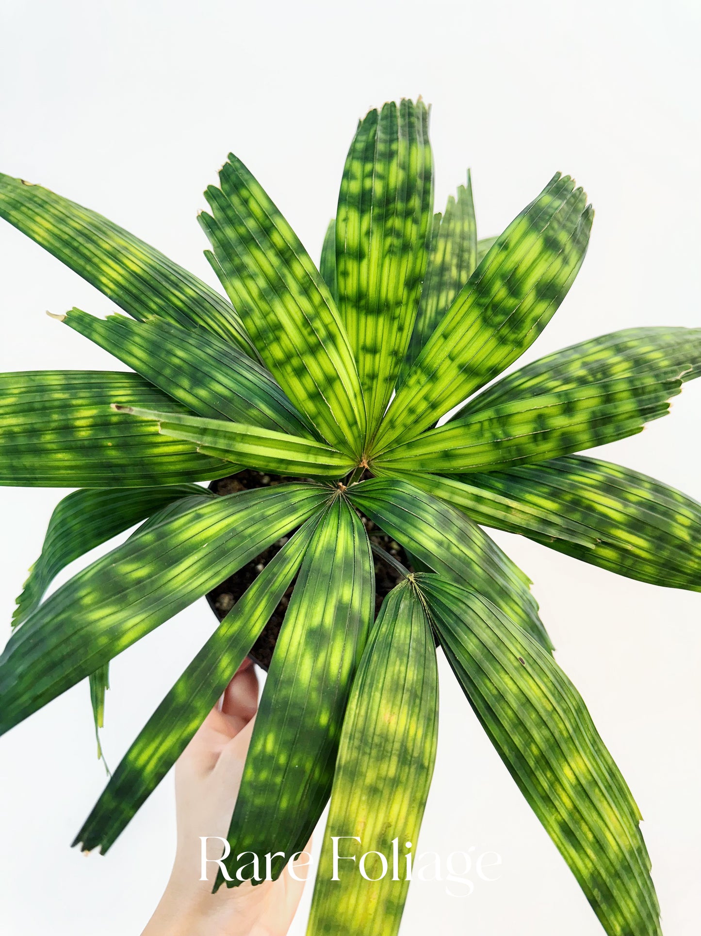 Licuala Mattanensis ‘Mapu’ 6” - US SELLER