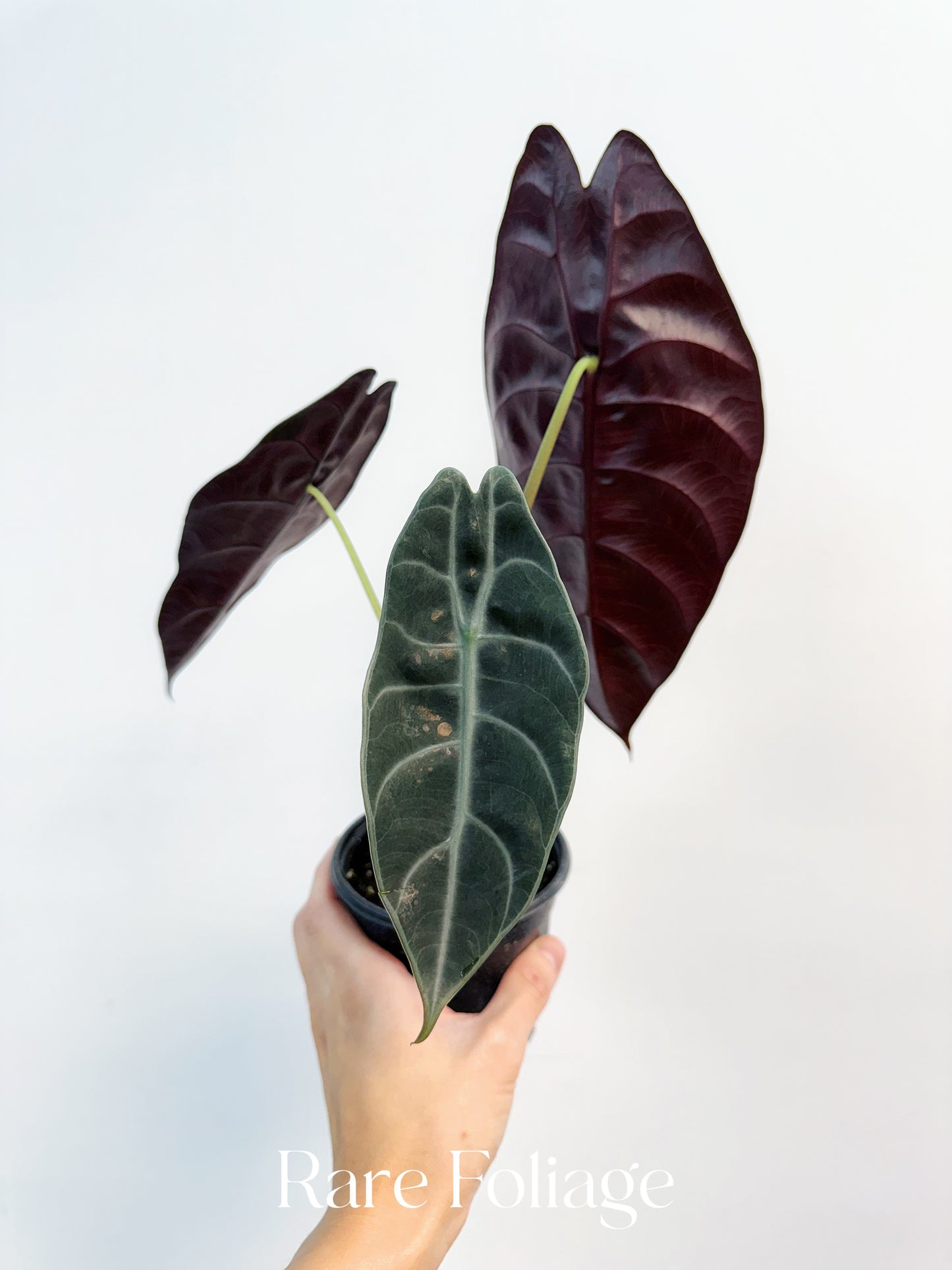 Alocasia Watsoniana 4" - US SELLER
