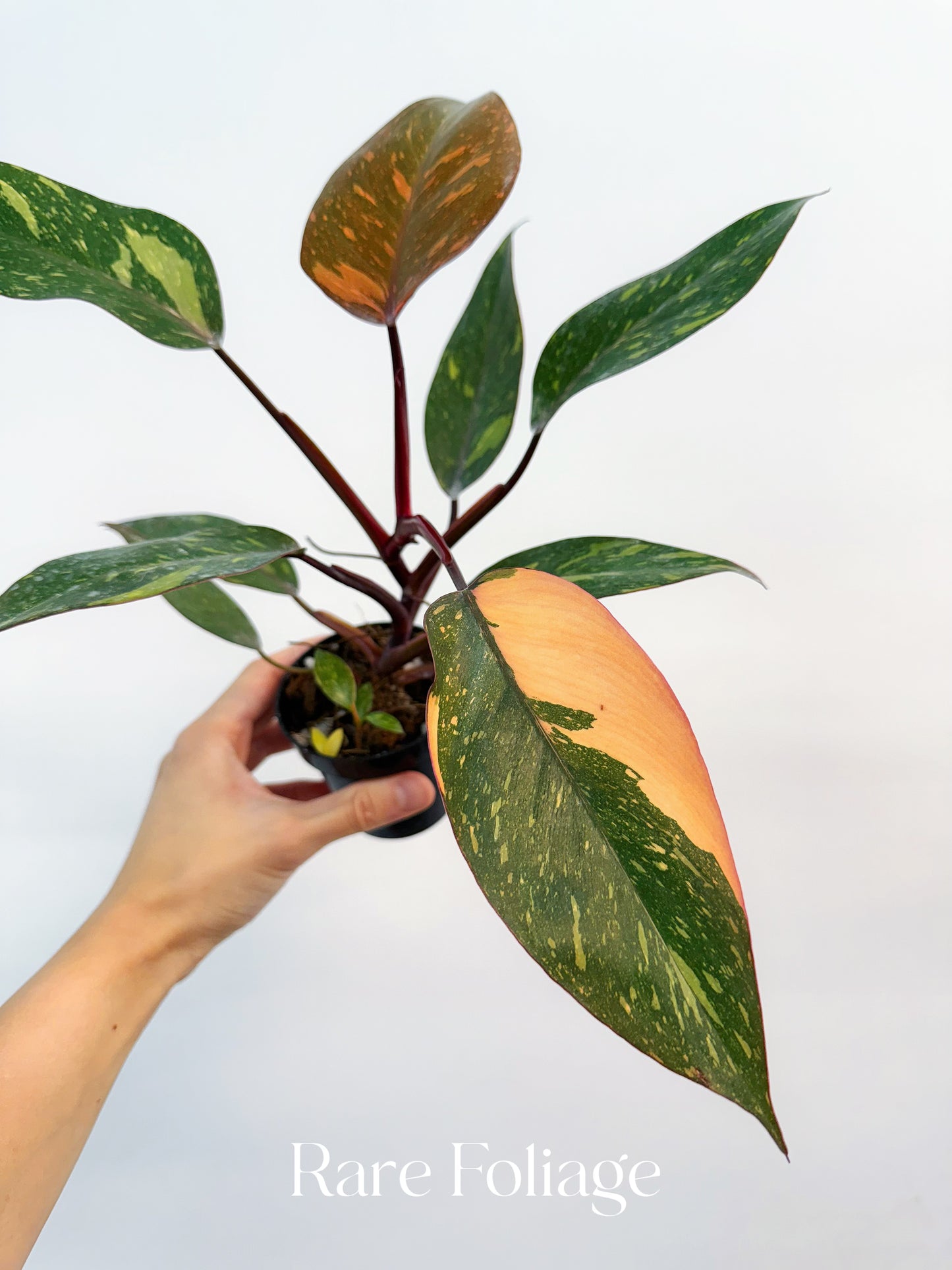Philodendron Orange Princess Marble Galaxy 3”