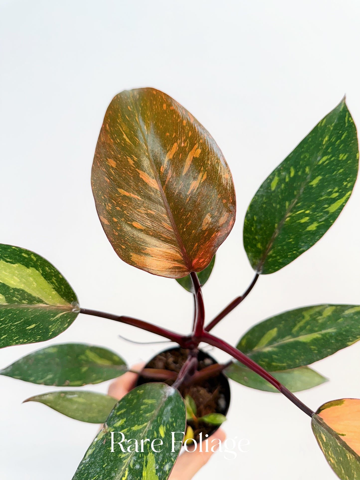 Philodendron Orange Princess Marble Galaxy 3”