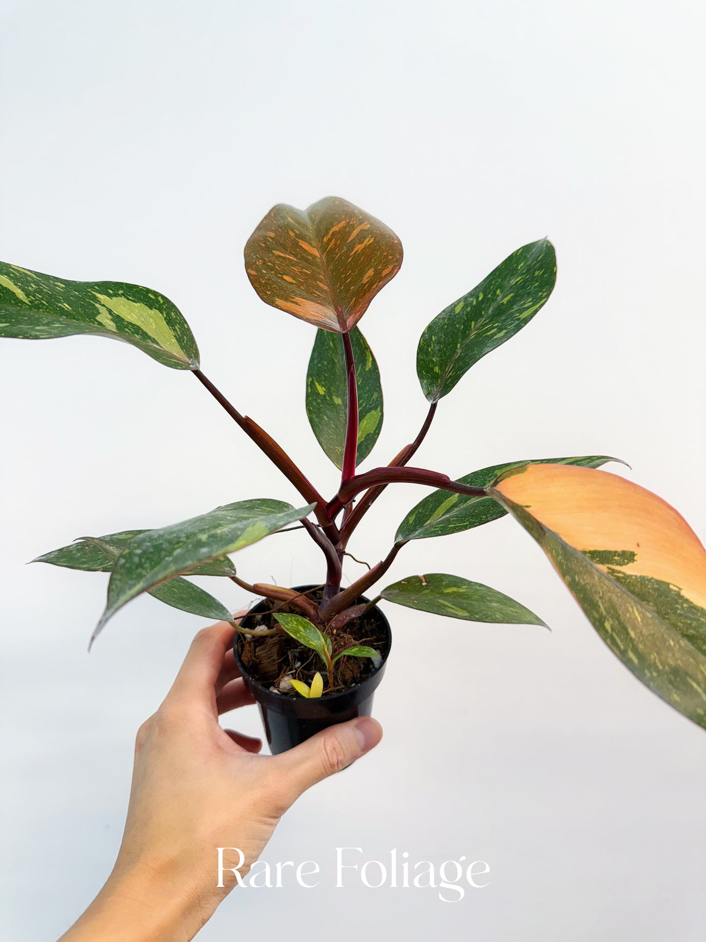 Philodendron Orange Princess Marble Galaxy 3”
