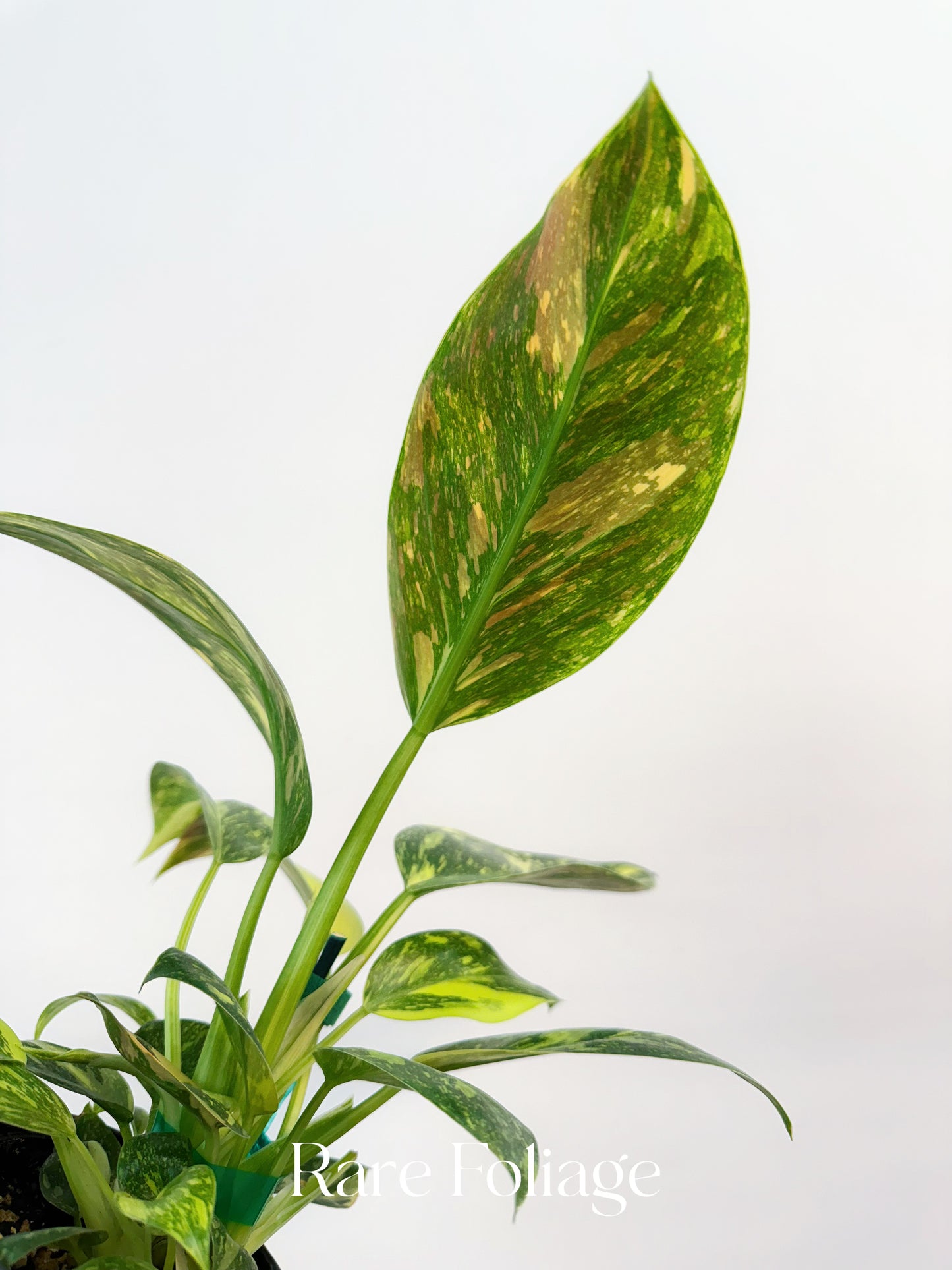 Philodendron Green Congo Nuclear Variegated 4”
