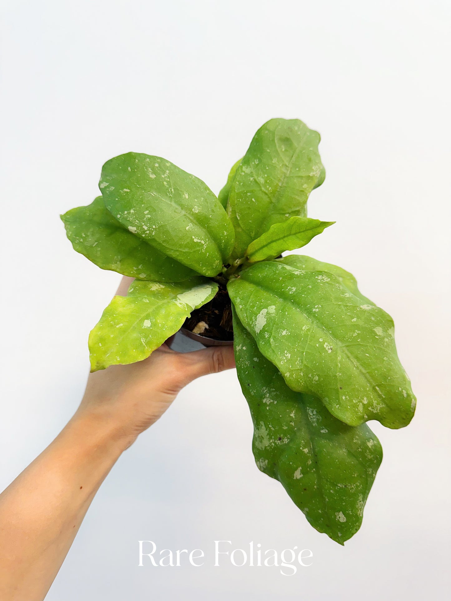 Hoya Mitrata 4”