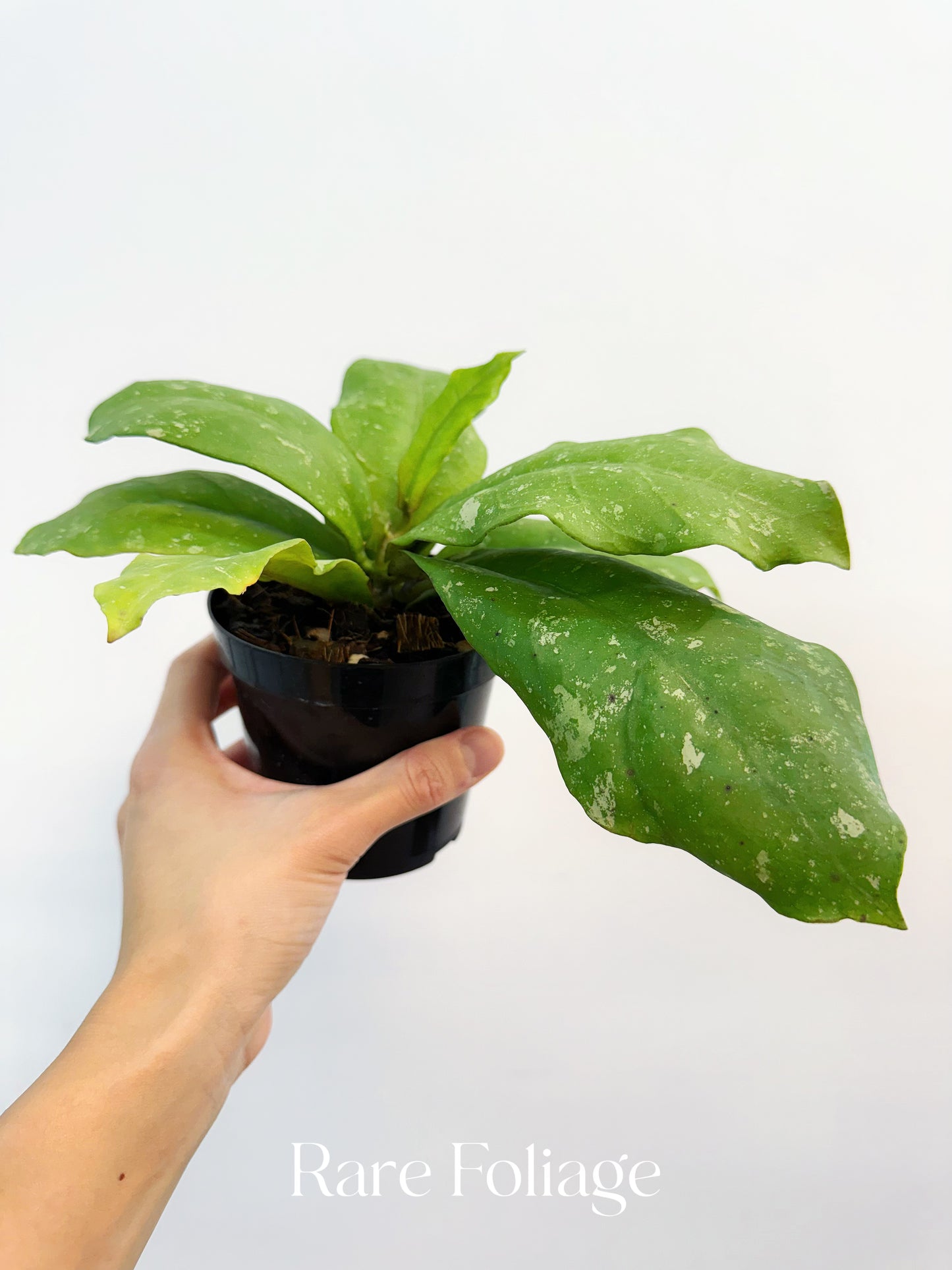 Hoya Mitrata 4”