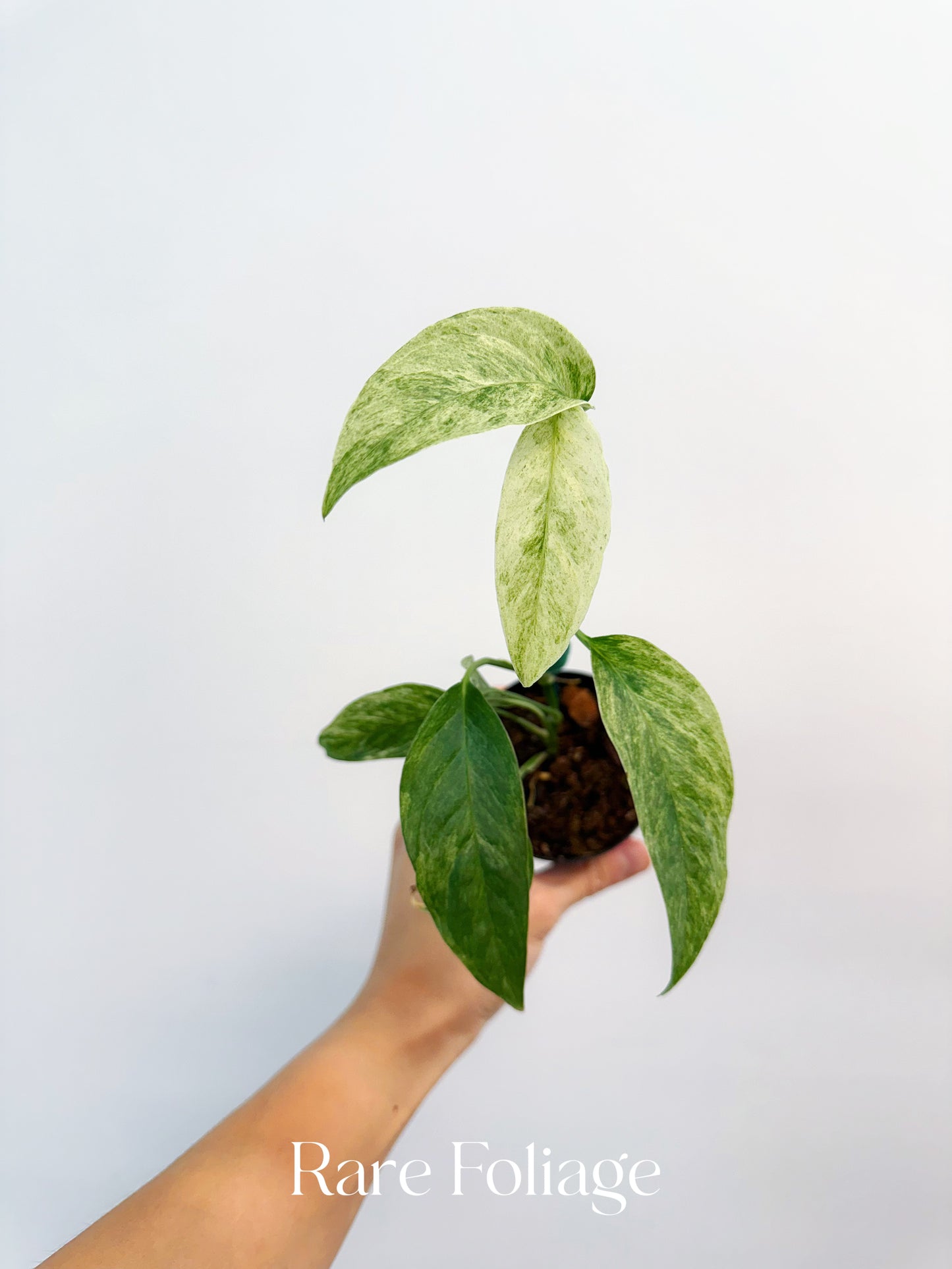 Monstera Laniata Mint Variegated 3"