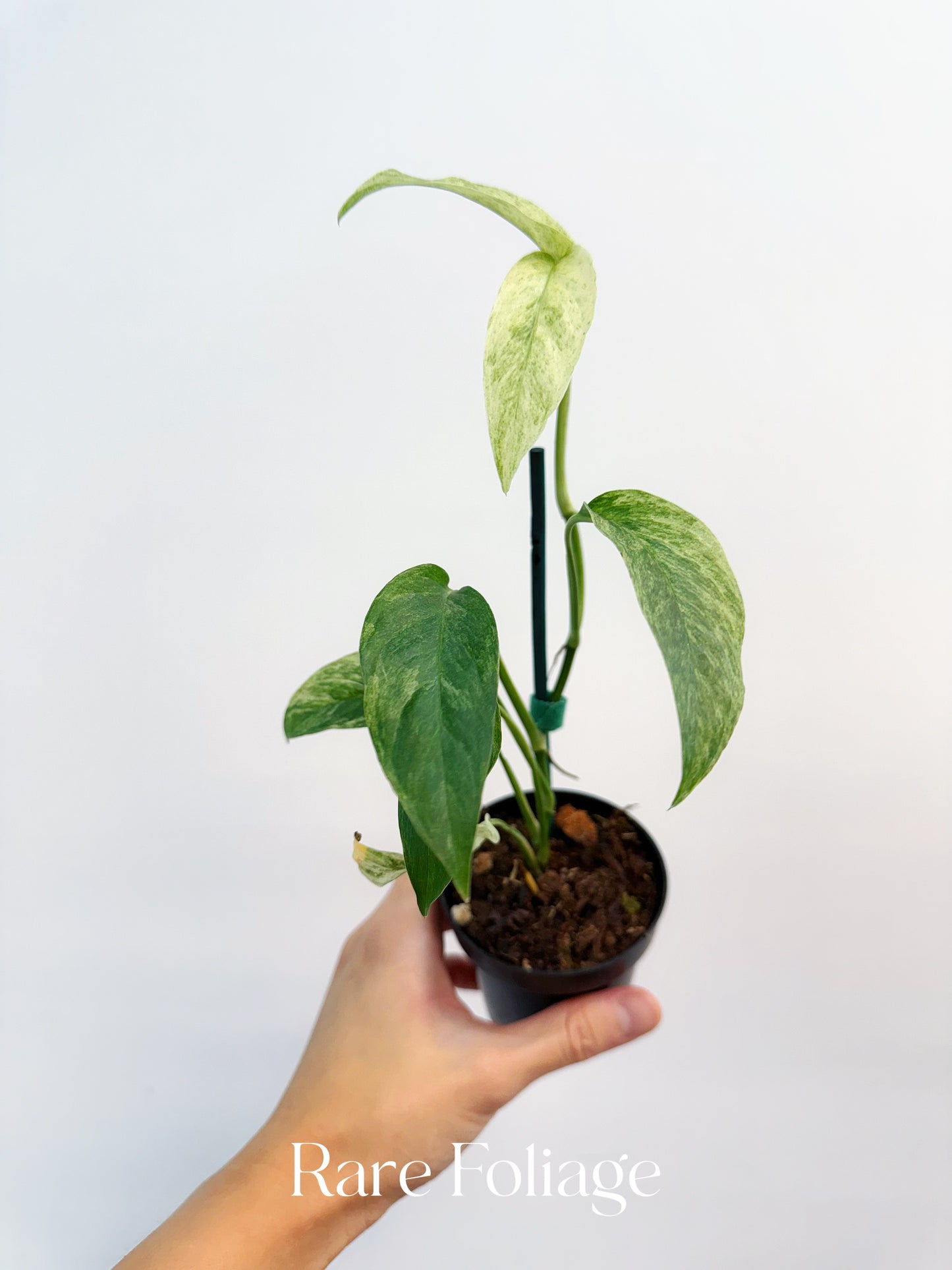 Monstera Laniata Mint Variegated 3"
