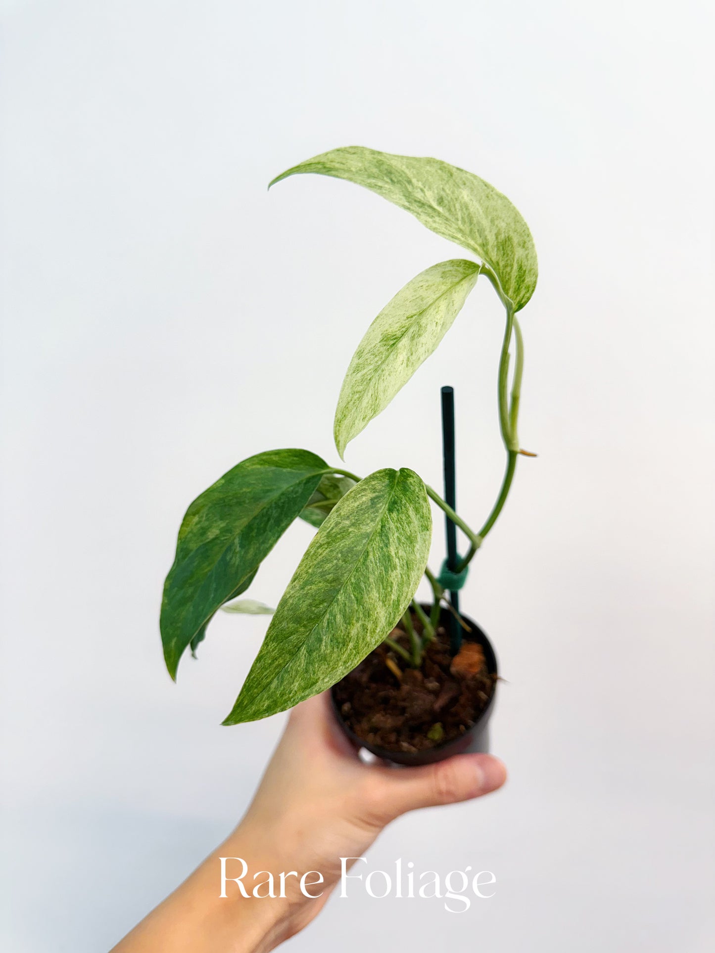 Monstera Laniata Mint Variegated 3"
