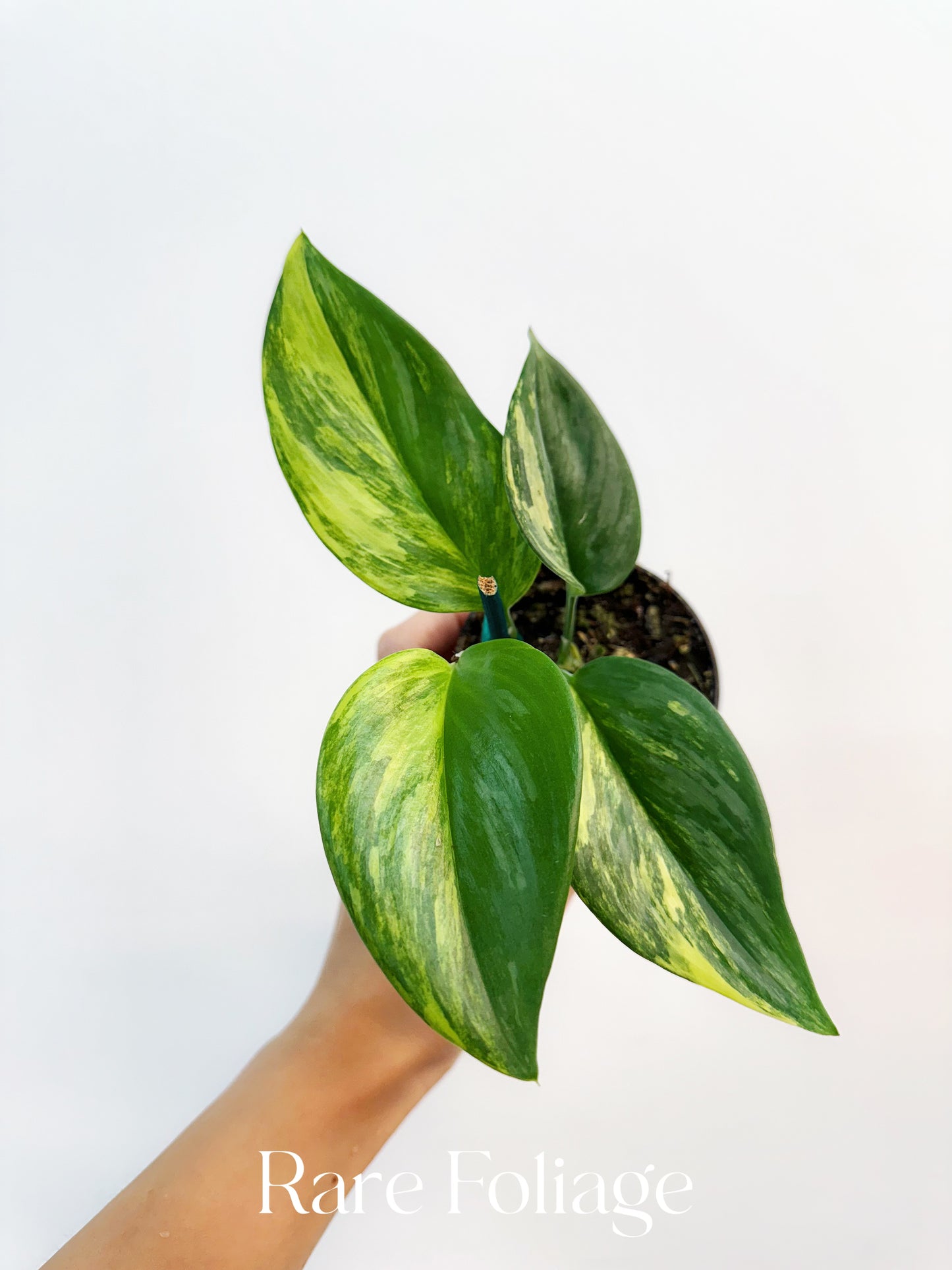 Scindapsus Rubicon 3”