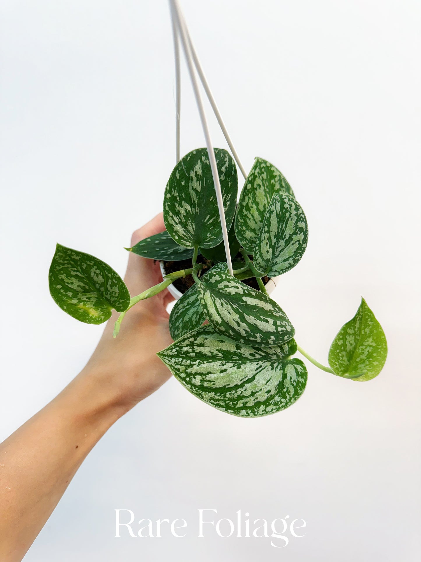 Scindapsus Tricolor 3”