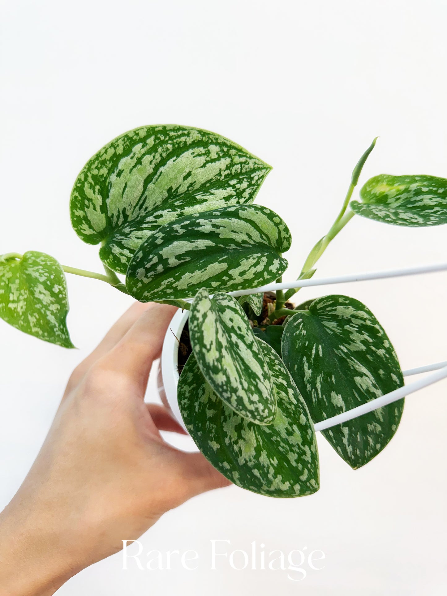 Scindapsus Tricolor 3”