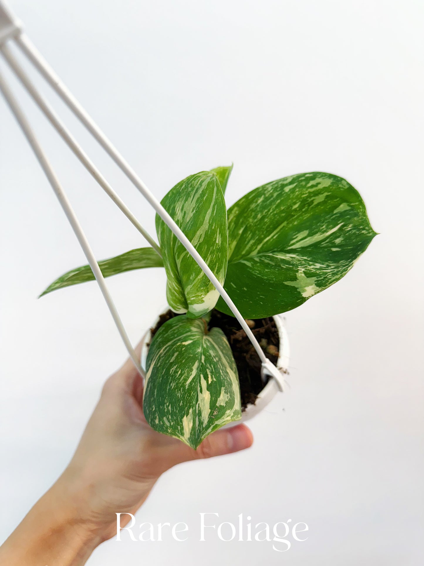 Scindapsus Moonlight Treubii Variegated 3"
