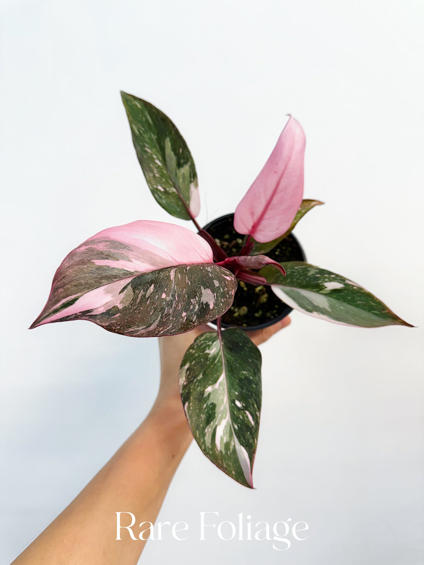 Philodendron Pink Princess Marble 4"- US SELLER