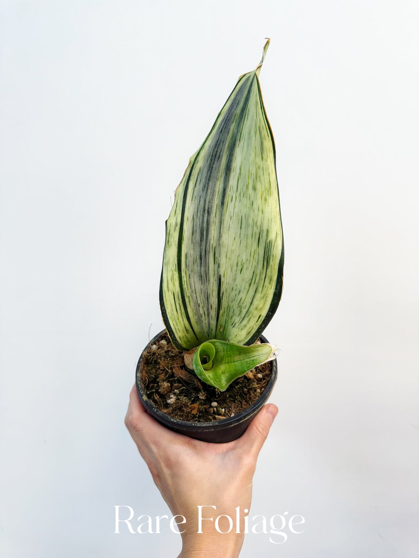 Sansevieria ‘Whale Fin’ Albo Variegated 6”