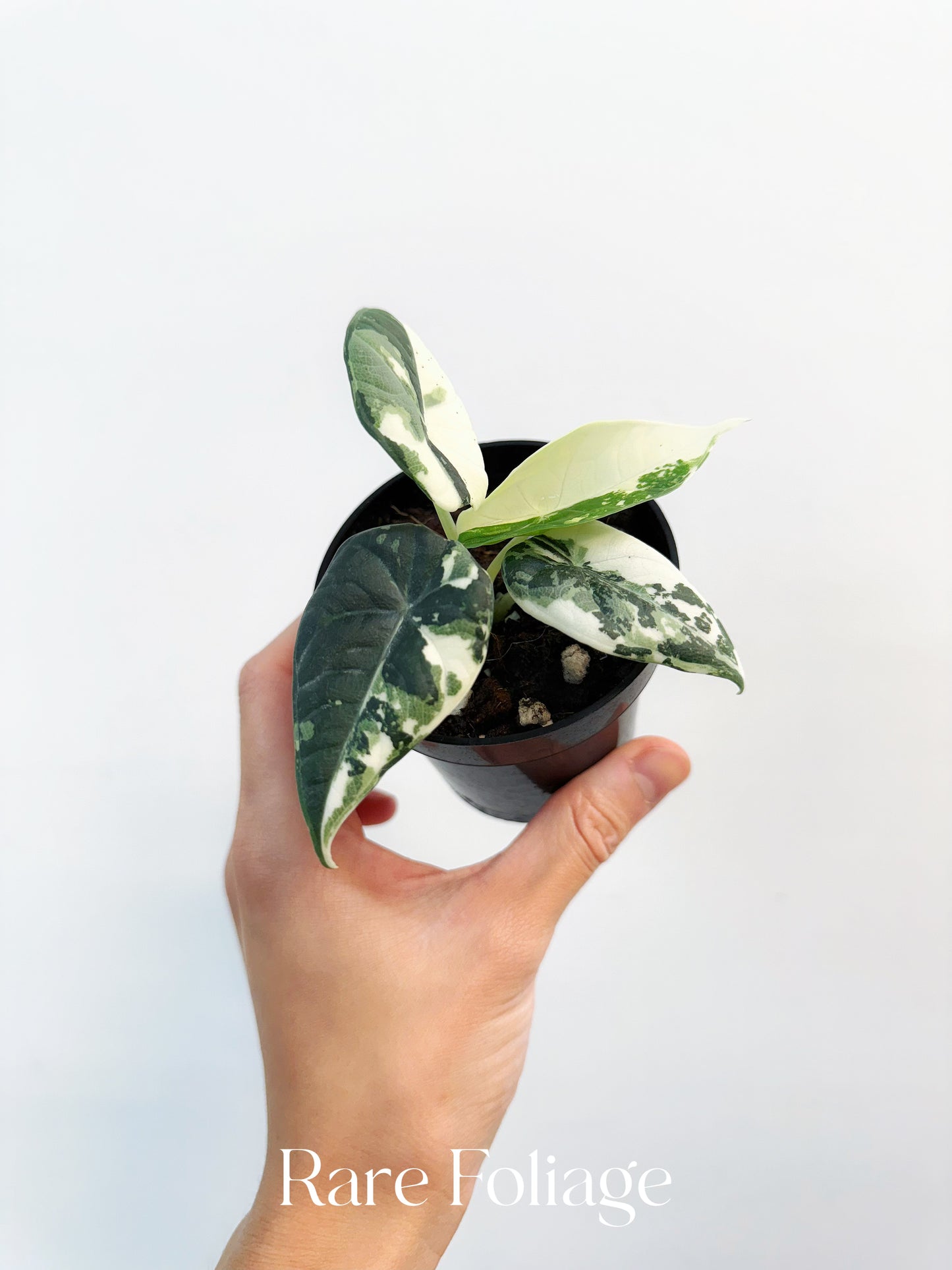 Alocasia Maharani Albo Variegated 3” Exact Plant