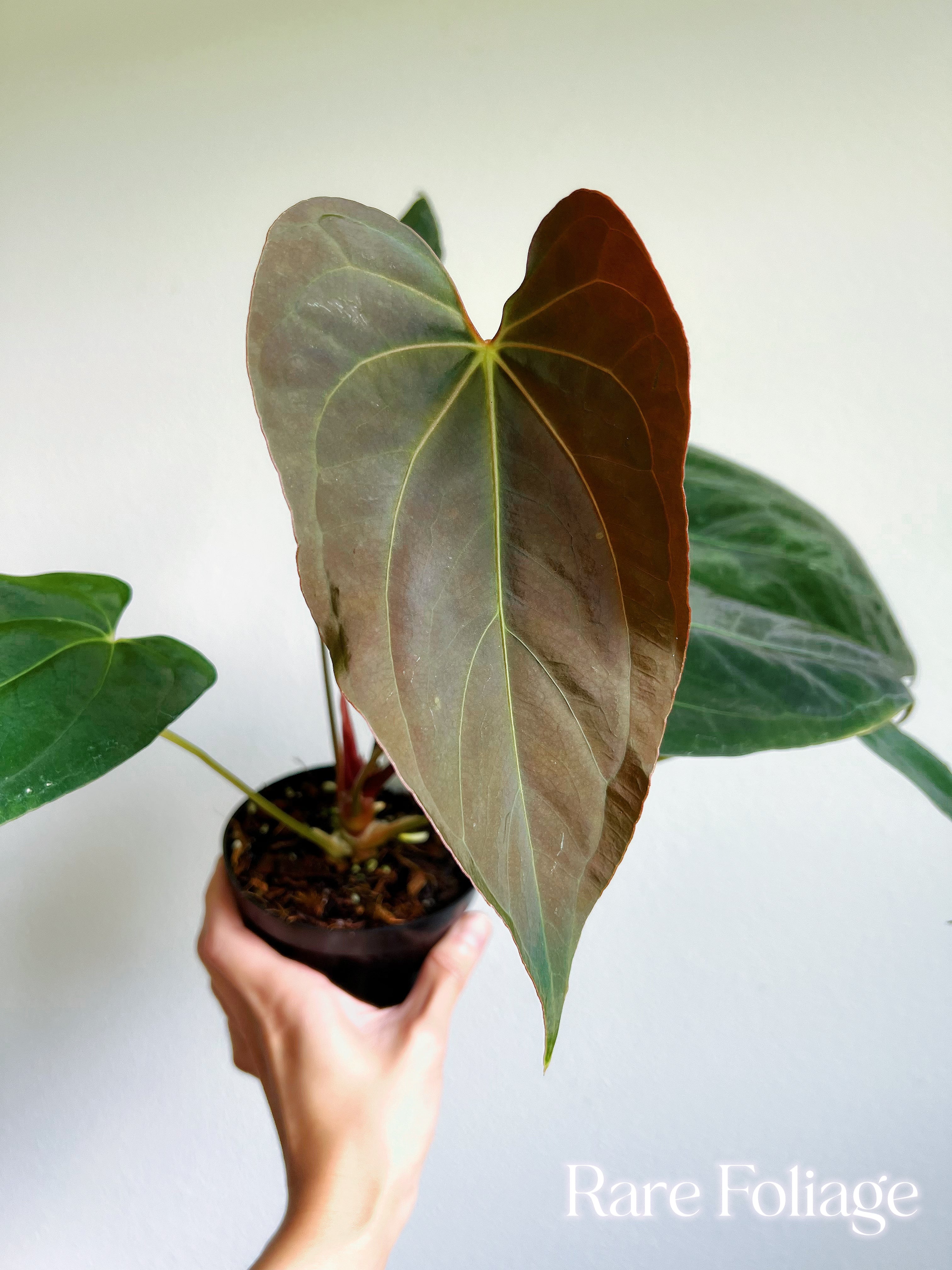 Anthurium Blue Papillilaminum x Fort Sherman (Kartel Daun) 4”