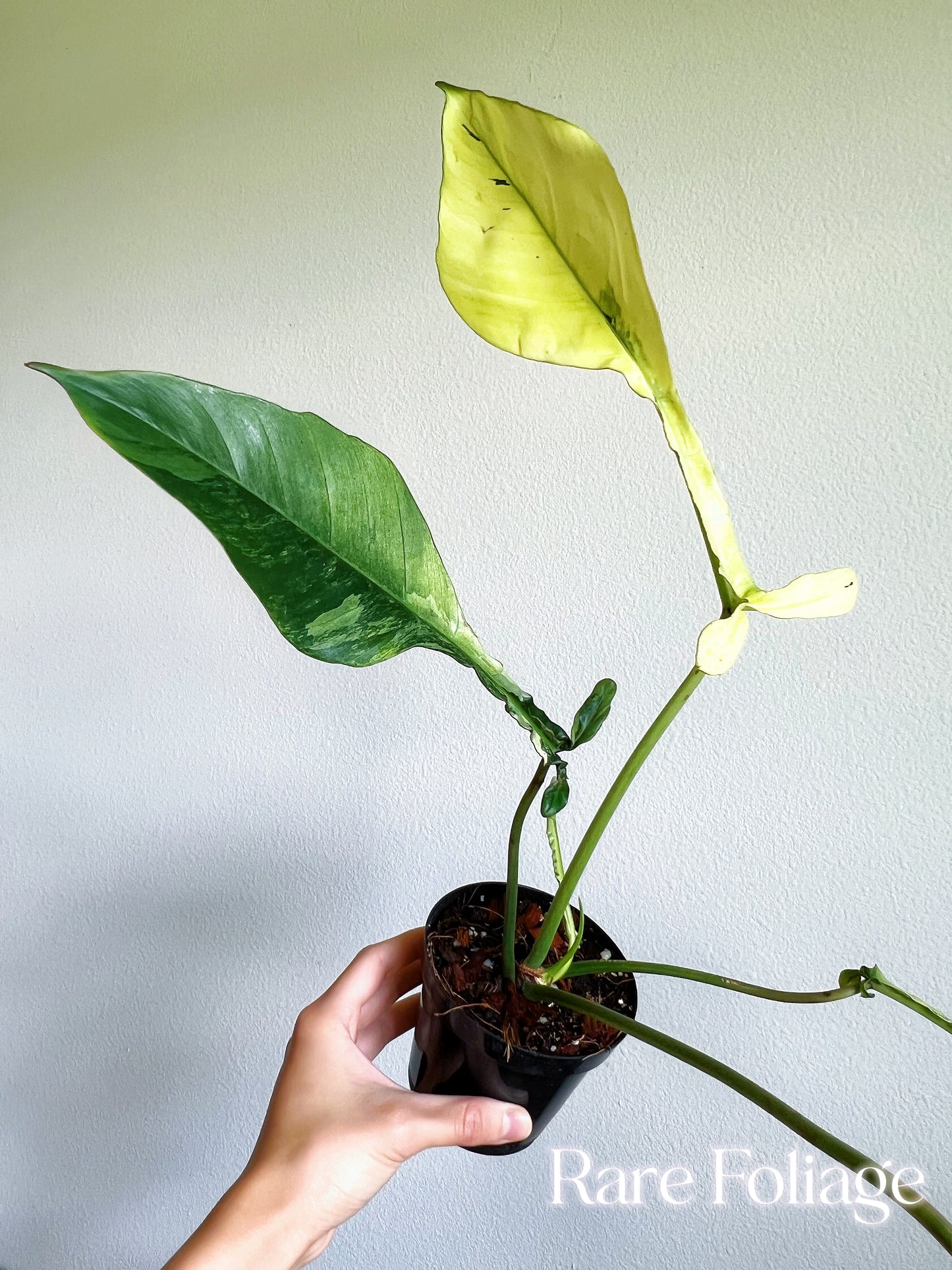 Collector’s Plant Philodendron Joepii Variegated 4” Exact Plant