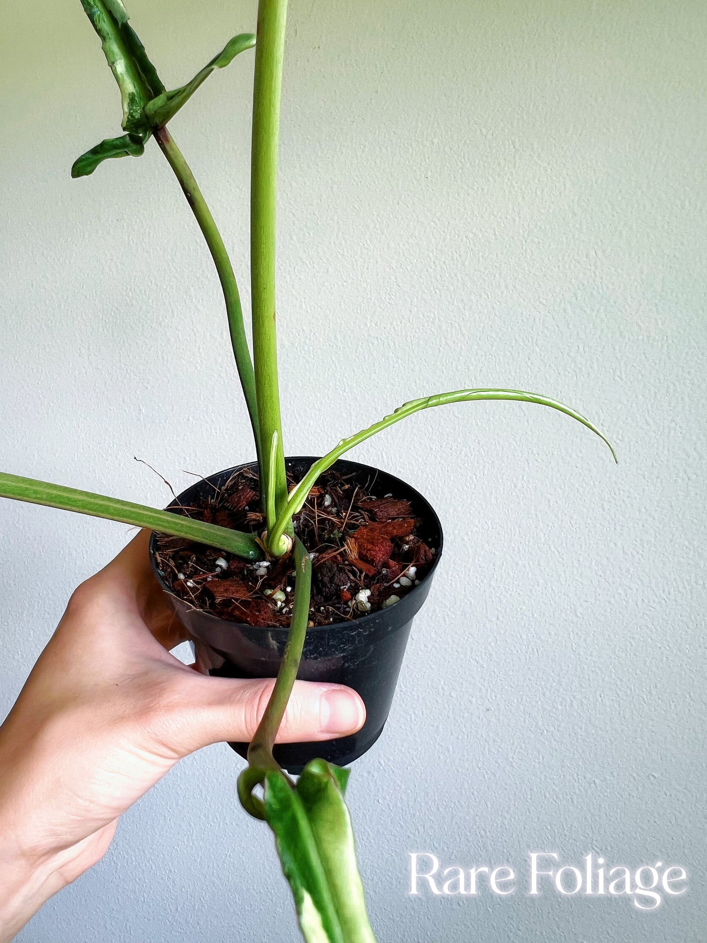 Collector’s Plant Philodendron Joepii Variegated 4” Exact Plant