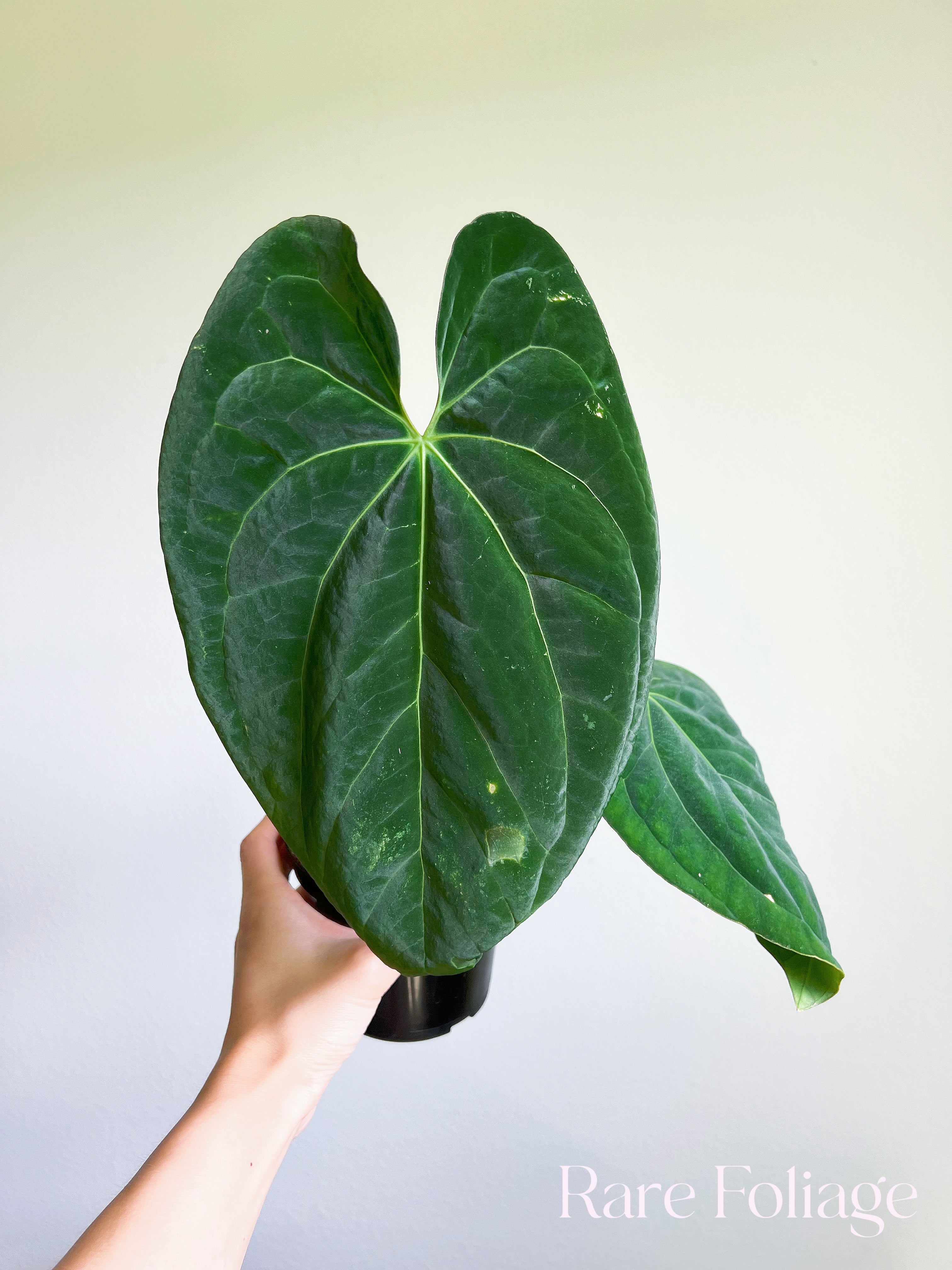 anthurium pela Anthurium Papillilaminum Thailand Imported 4” – Rare Foliage Plant Co