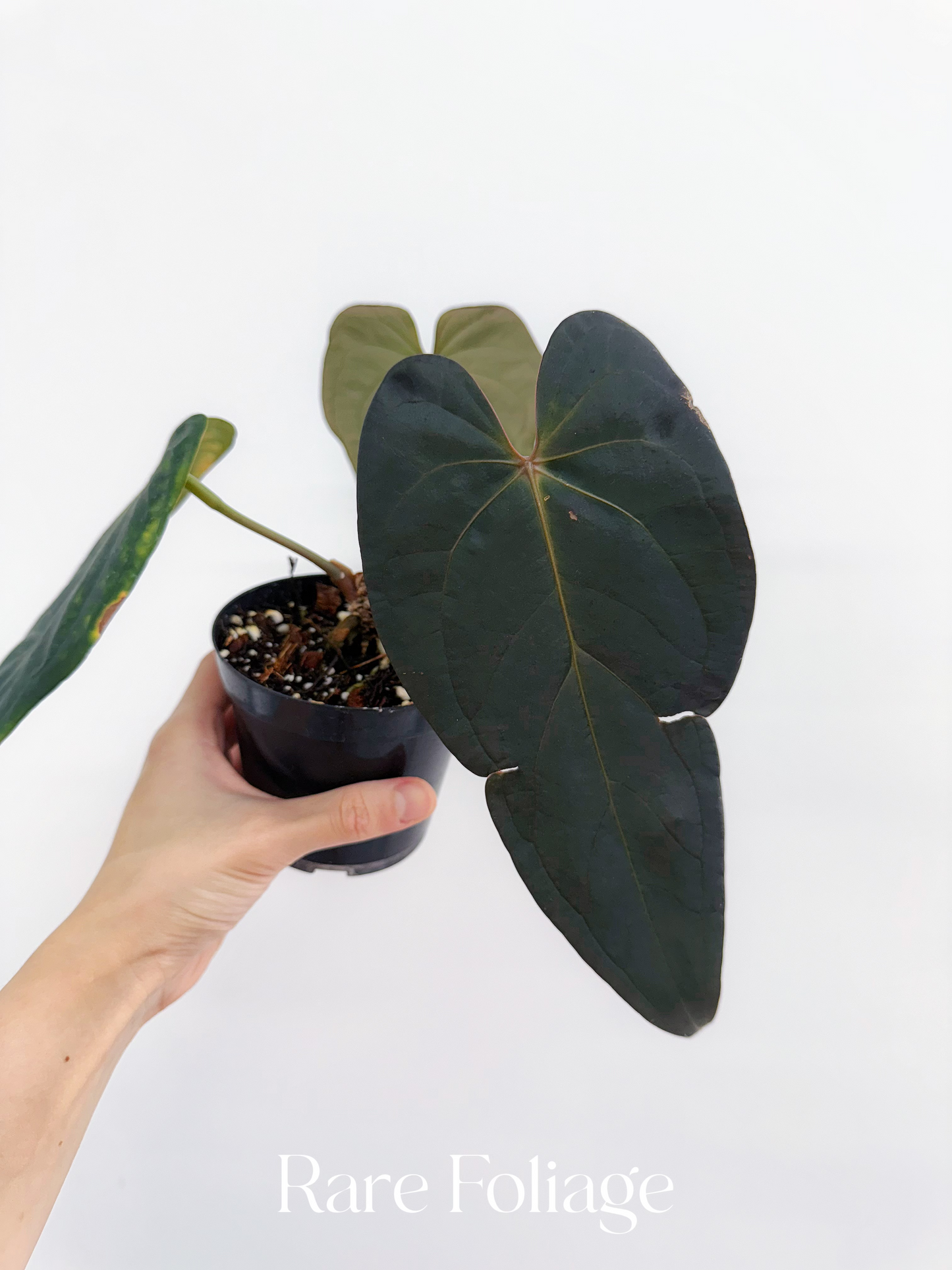 Anthurium Doc Block Dark Handsome x Red Velvet Cake 4” Exact Plant