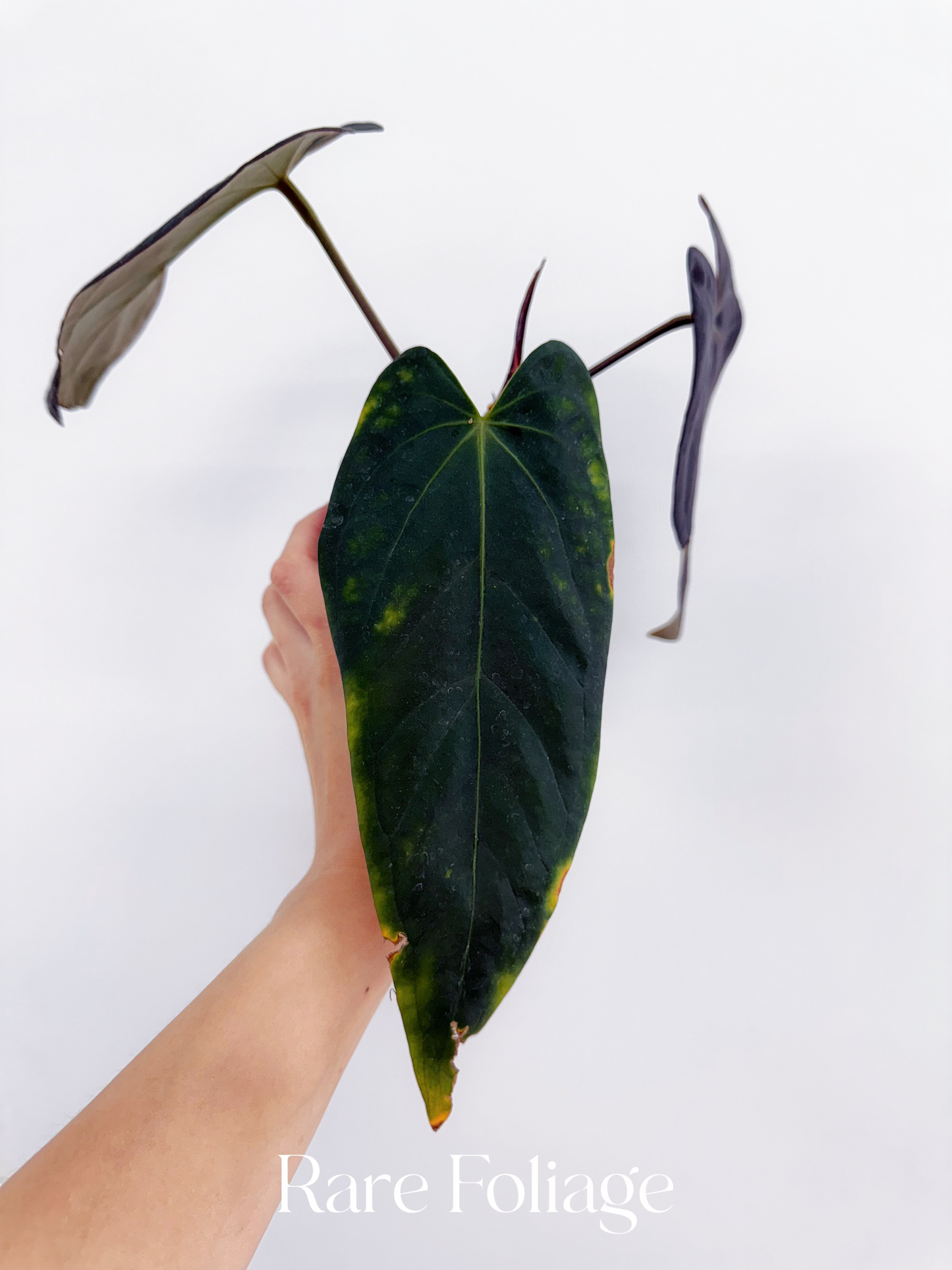 Anthurium Doc Block Dark Handsome x Red Velvet Cake 4” Exact Plant