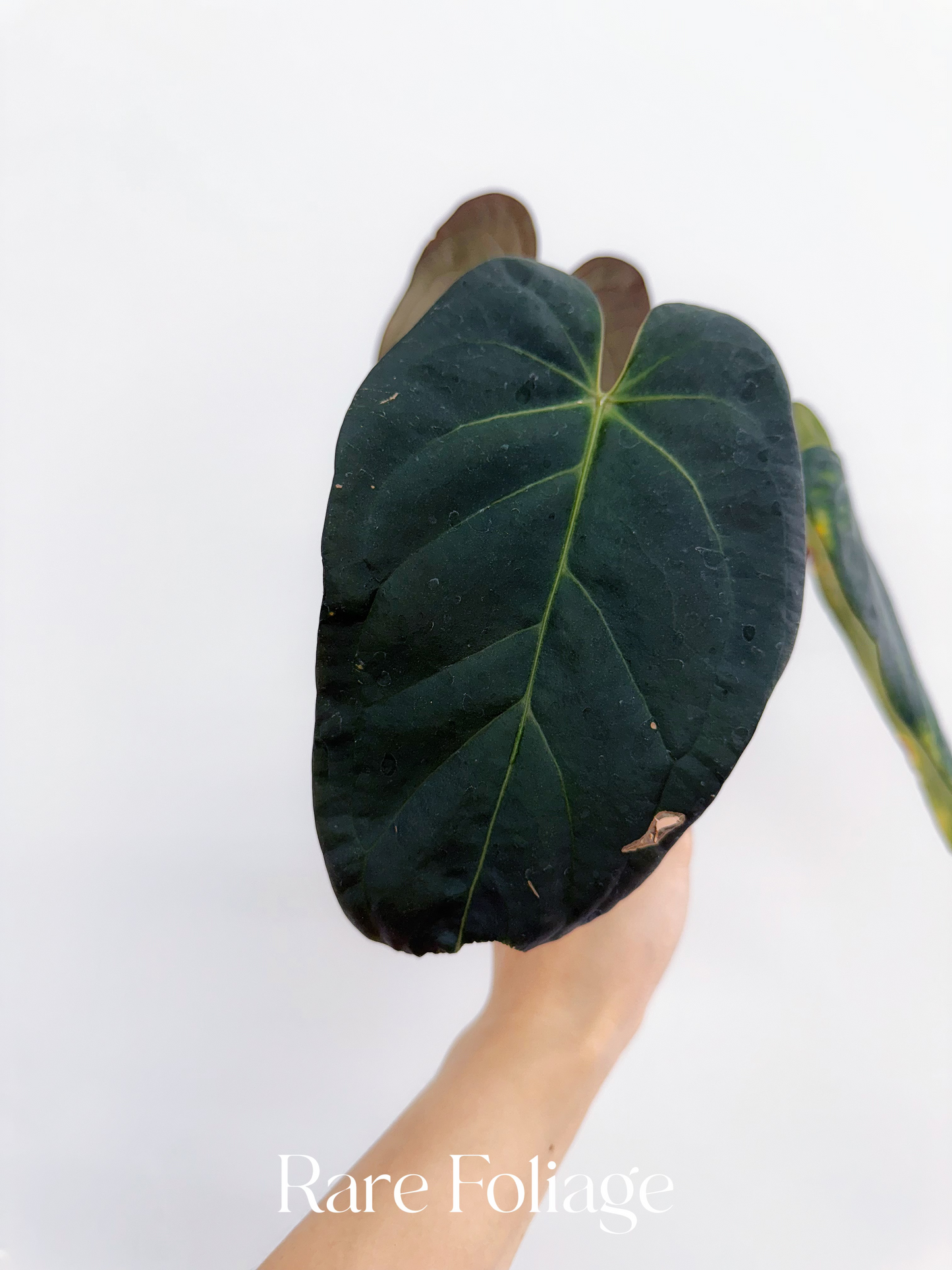 Anthurium Doc Block Dark Handsome x Red Velvet Cake 4” Exact Plant