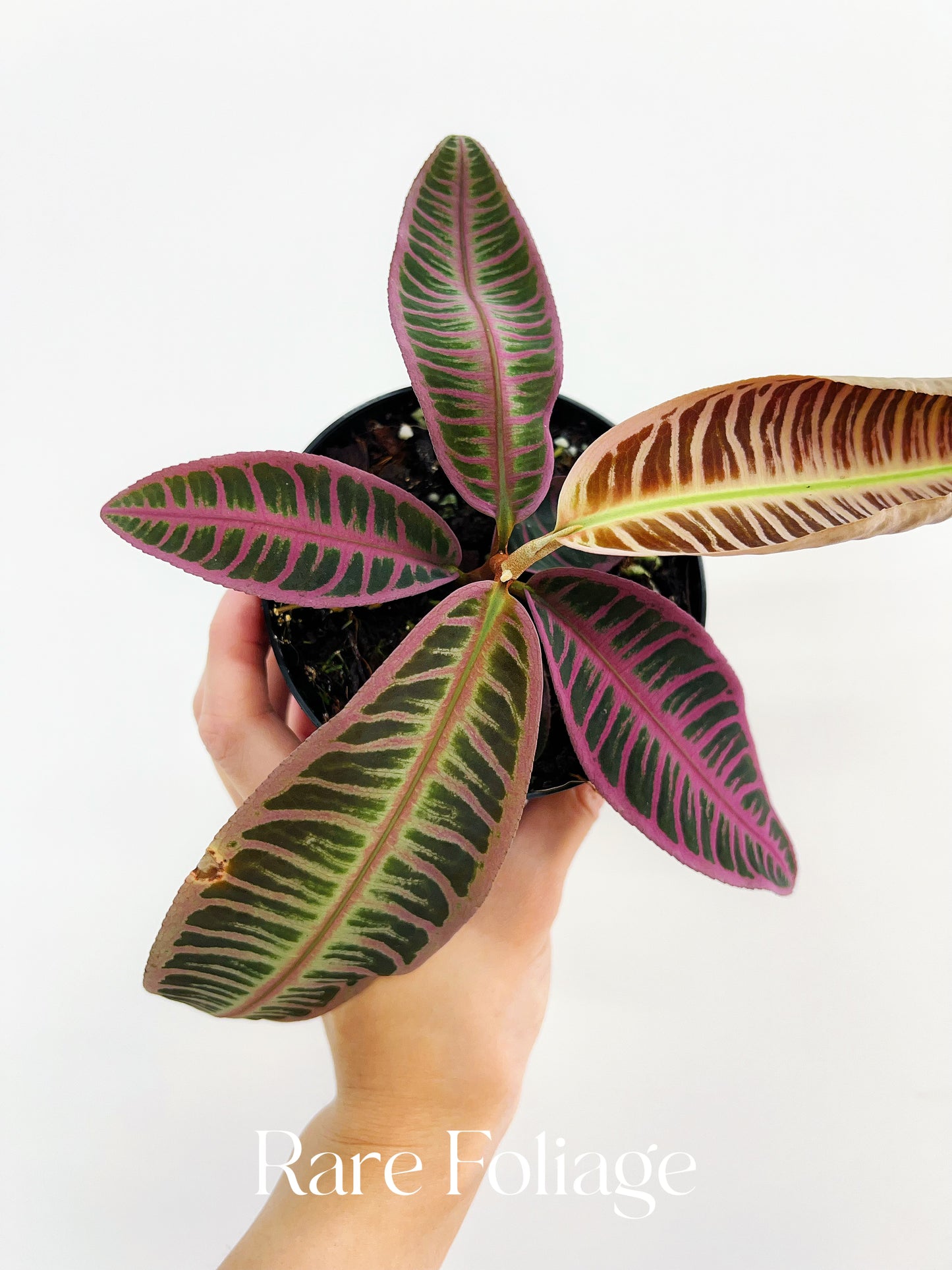 Labisia Riau Pink 4”