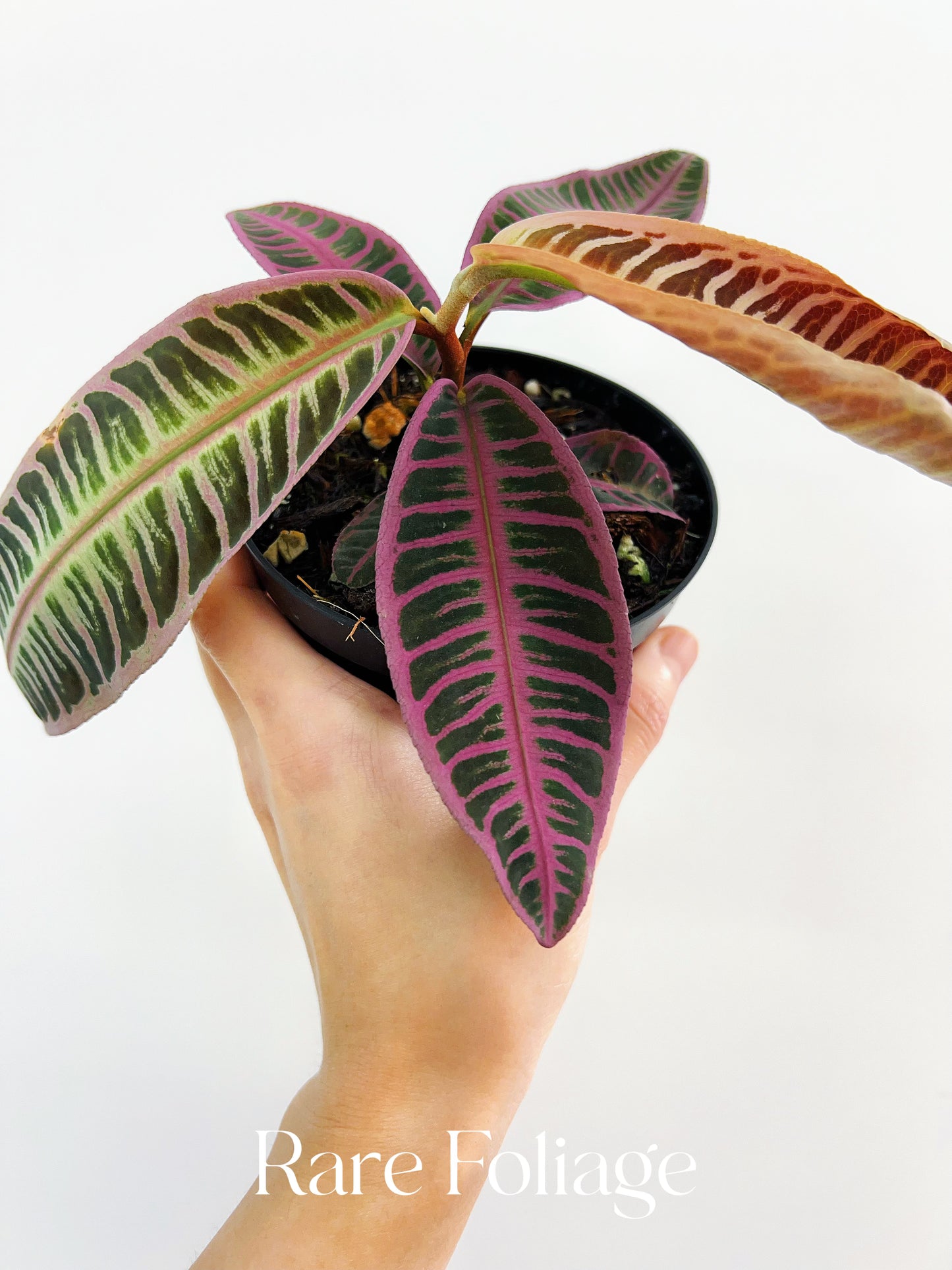 Labisia Riau Pink 4”