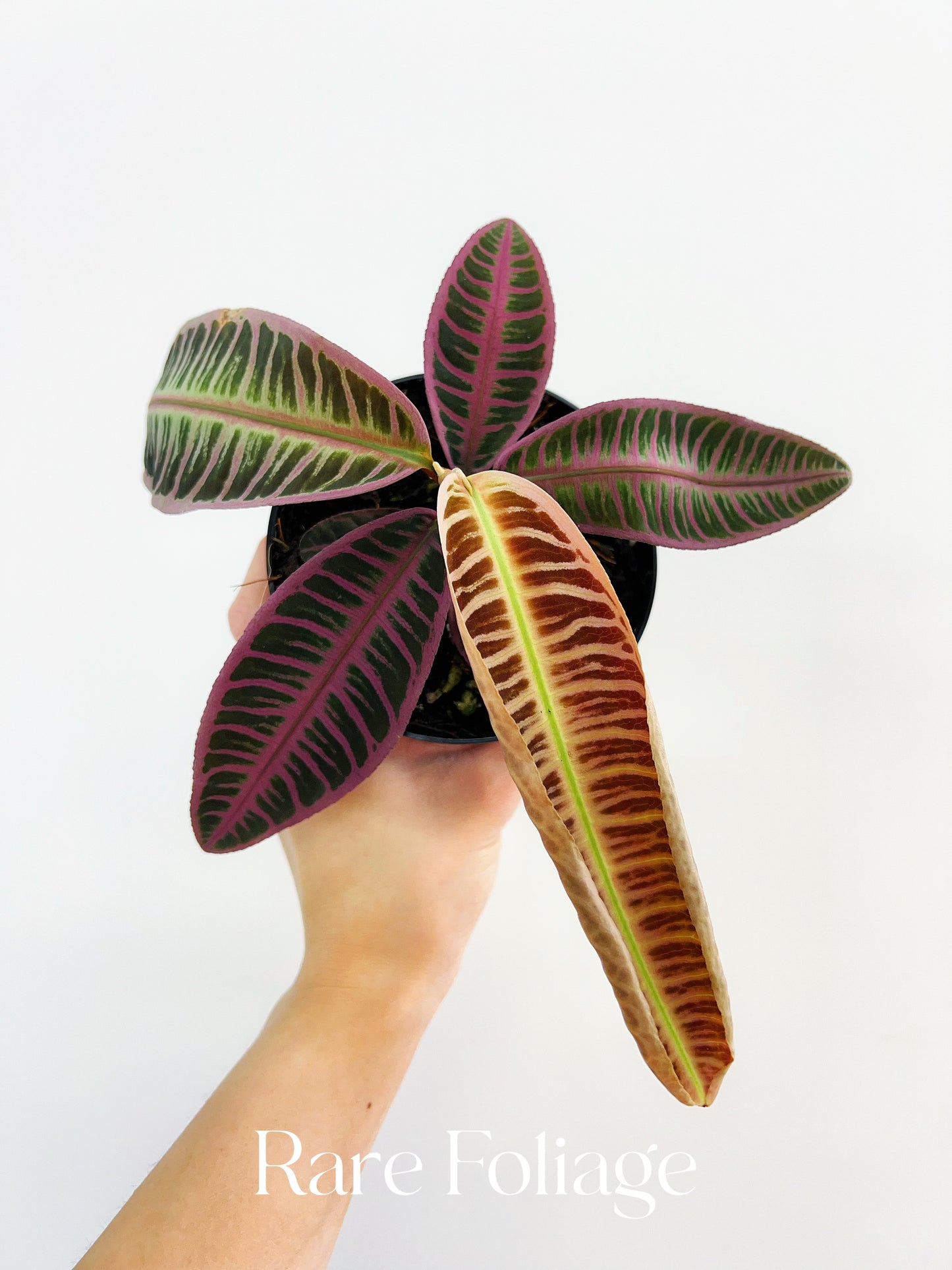 Labisia Riau Pink 4”