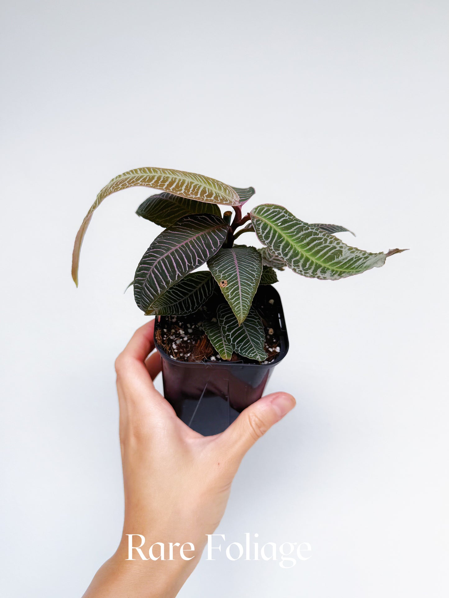 Labisia Sp. Pink Vein 4"