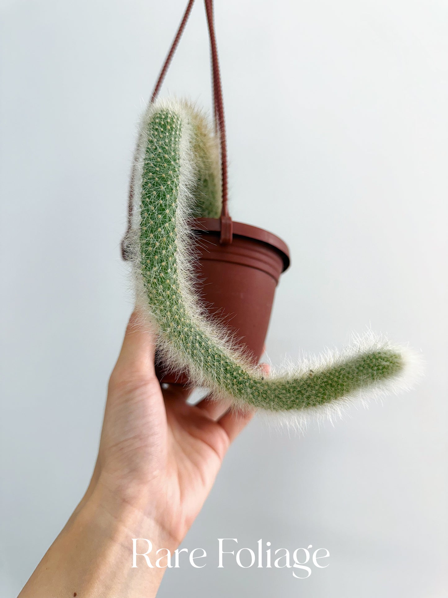 Monkey Tail Cactus 4” Hanging Basket