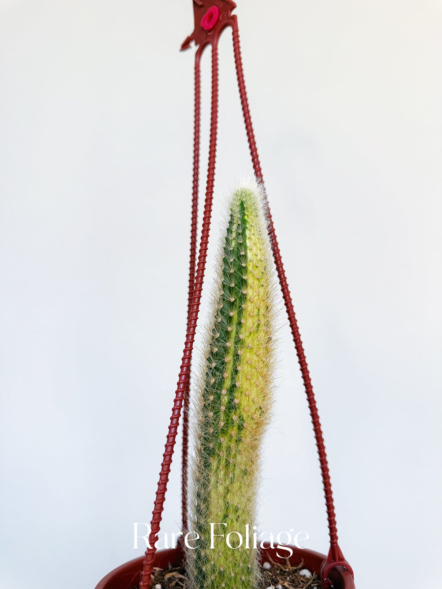 Monkey Tail Cactus Variegated 4” Hanging Basket