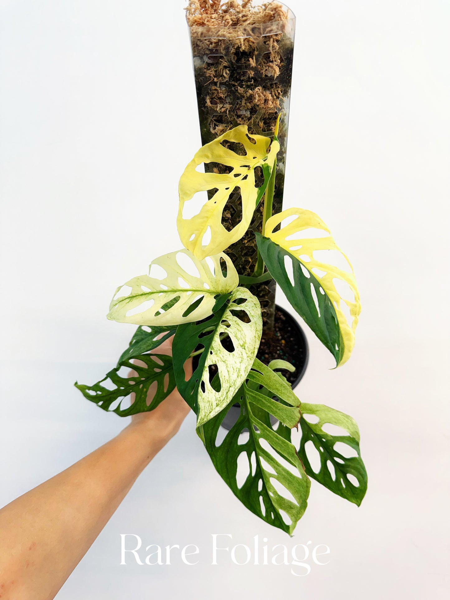 Monstera Acuminata Albo Variegated 6"