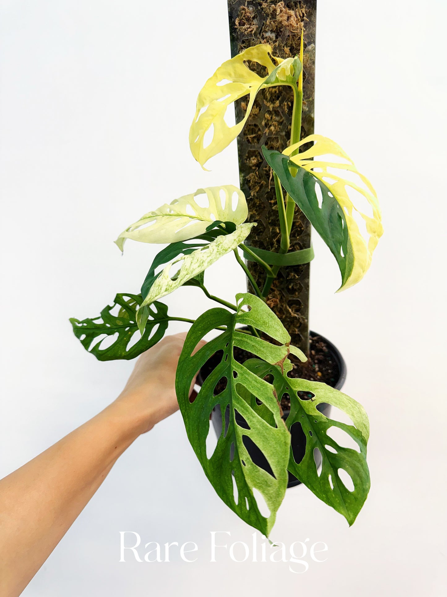 Monstera Acuminata Albo Variegated 6"