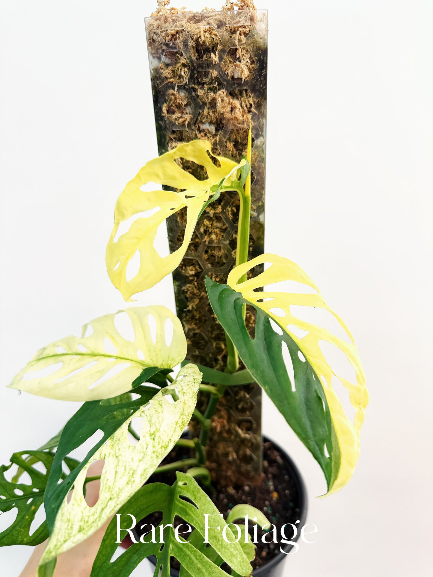 Monstera Acuminata Albo Variegated 6"