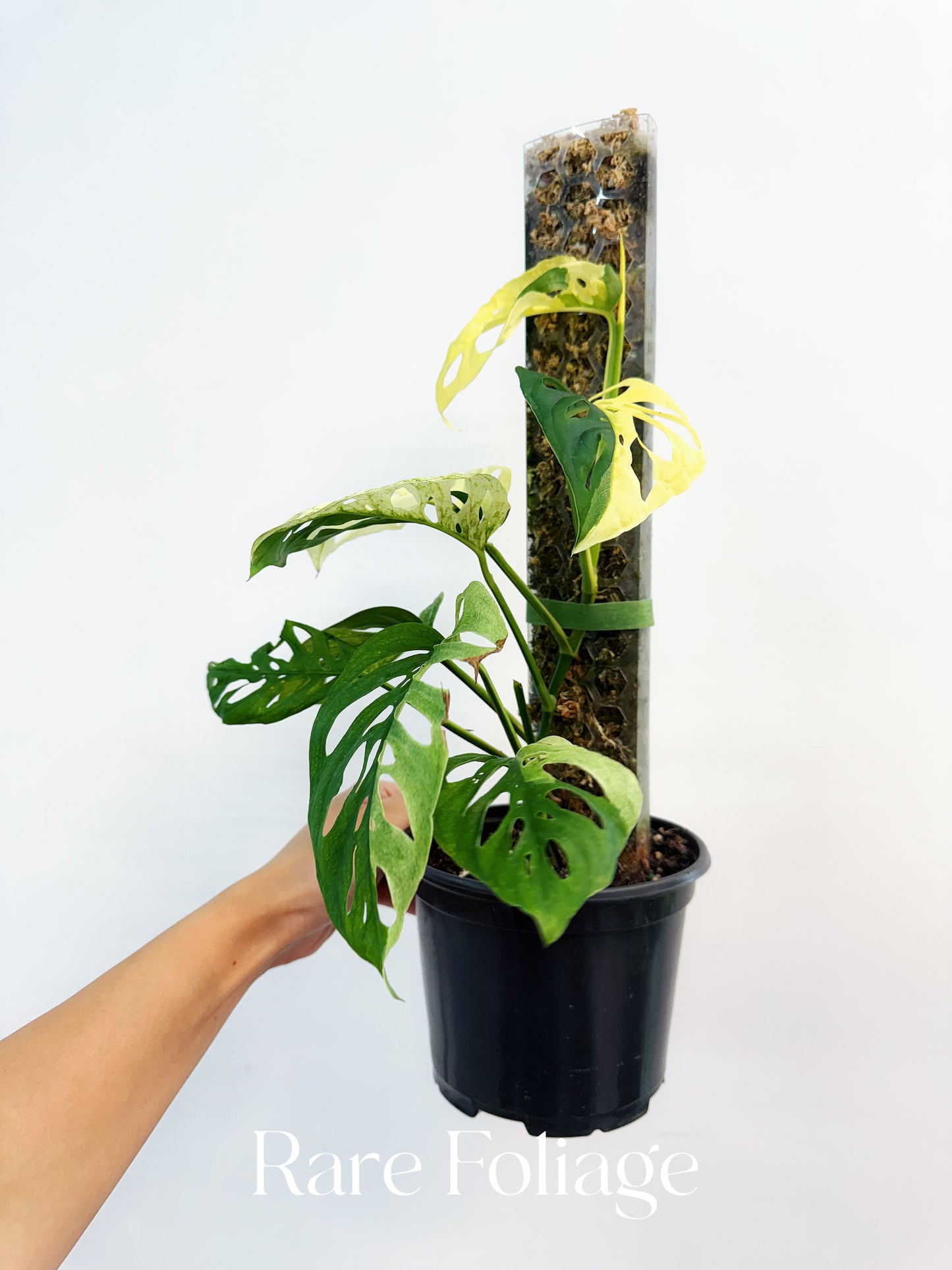 Monstera Acuminata Albo Variegated 6"