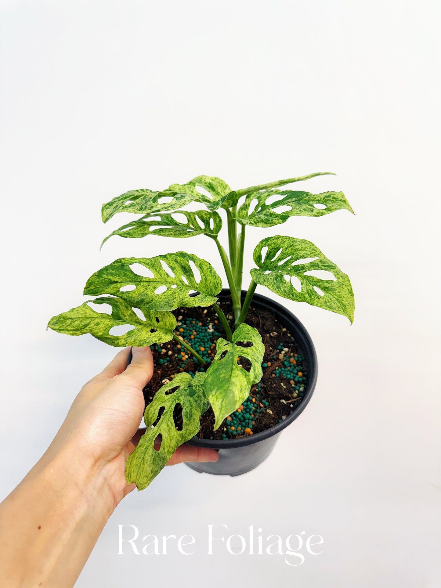 Monstera Adansonii Mottled Variegated 6”