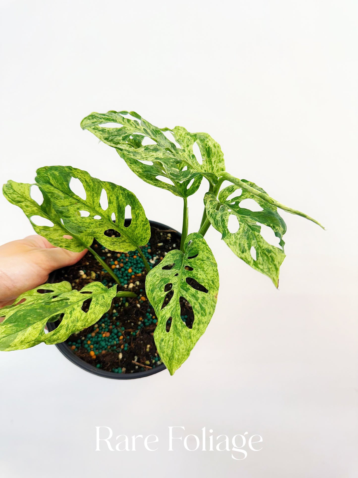 Monstera Adansonii Mottled Variegated 6”