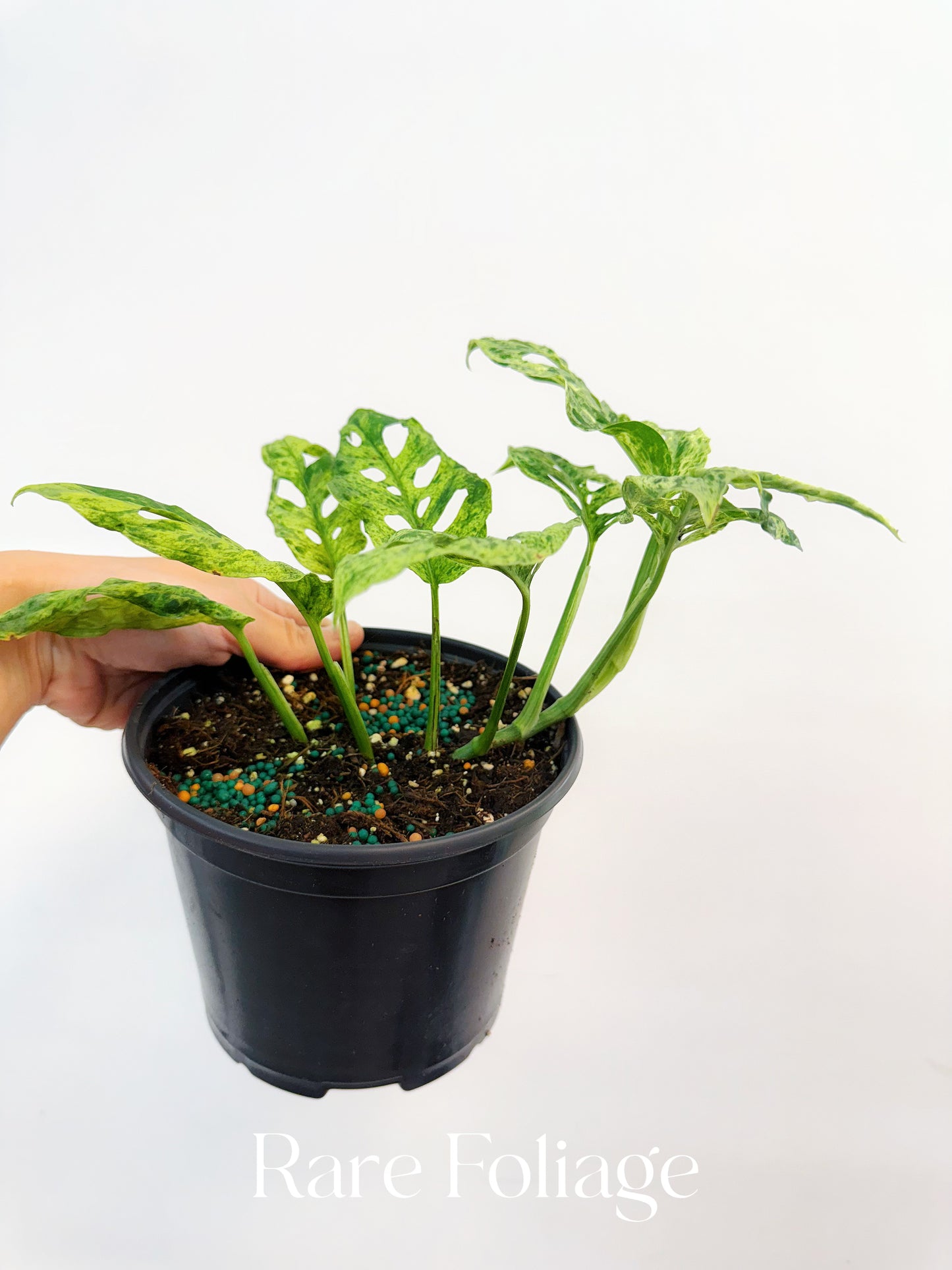 Monstera Adansonii Mottled Variegated 6”